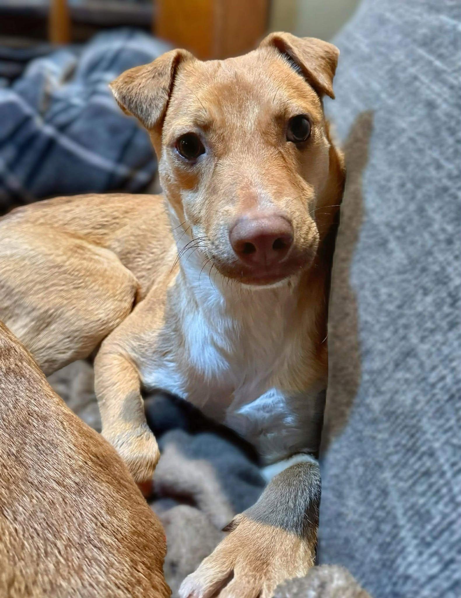 Enlarge Alex, a ADOPTABLE mixed breed in Brunswick, ME image 3/4