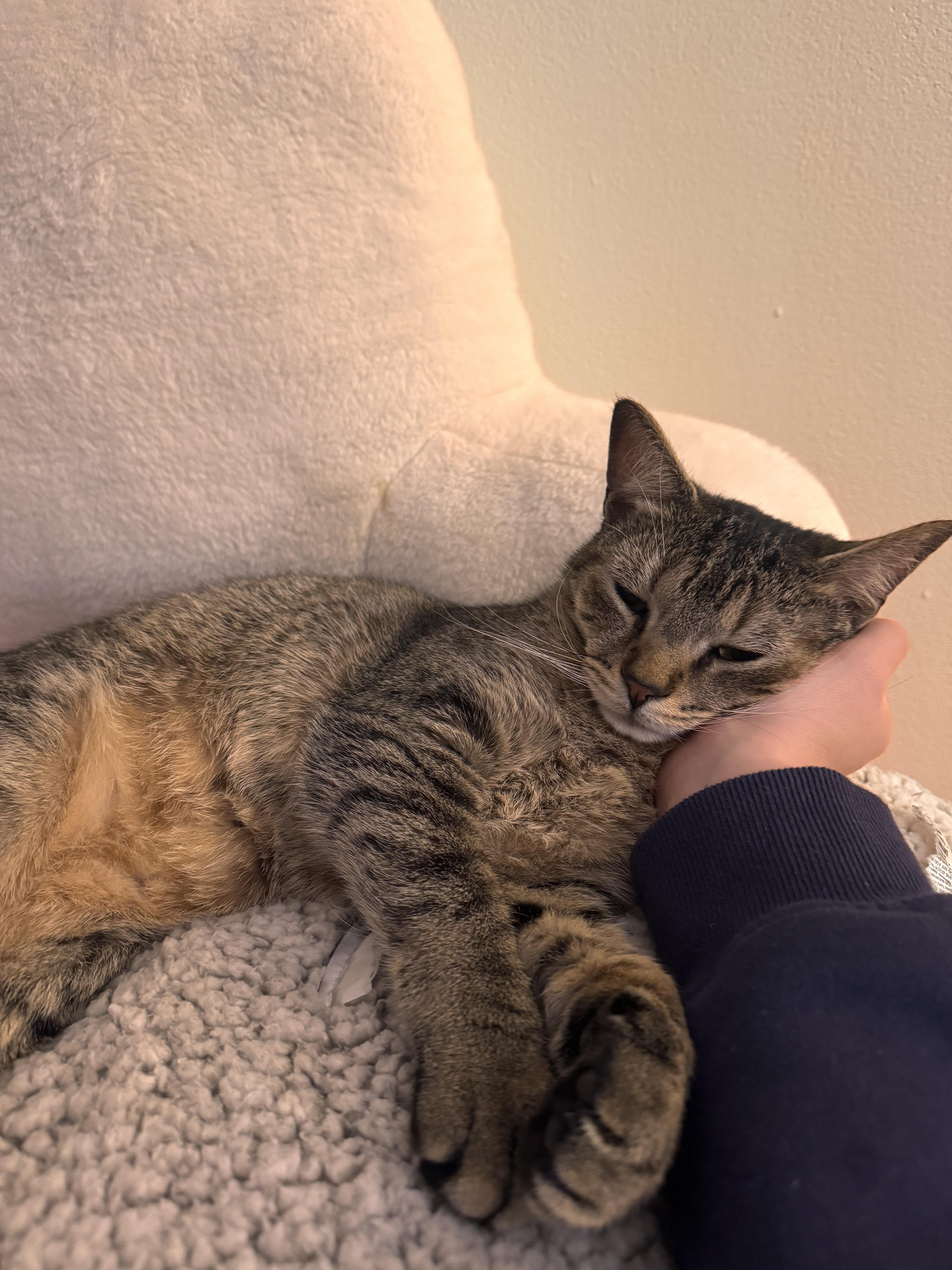 Martel, Adoptable, Young Male Domestic Short Hair.