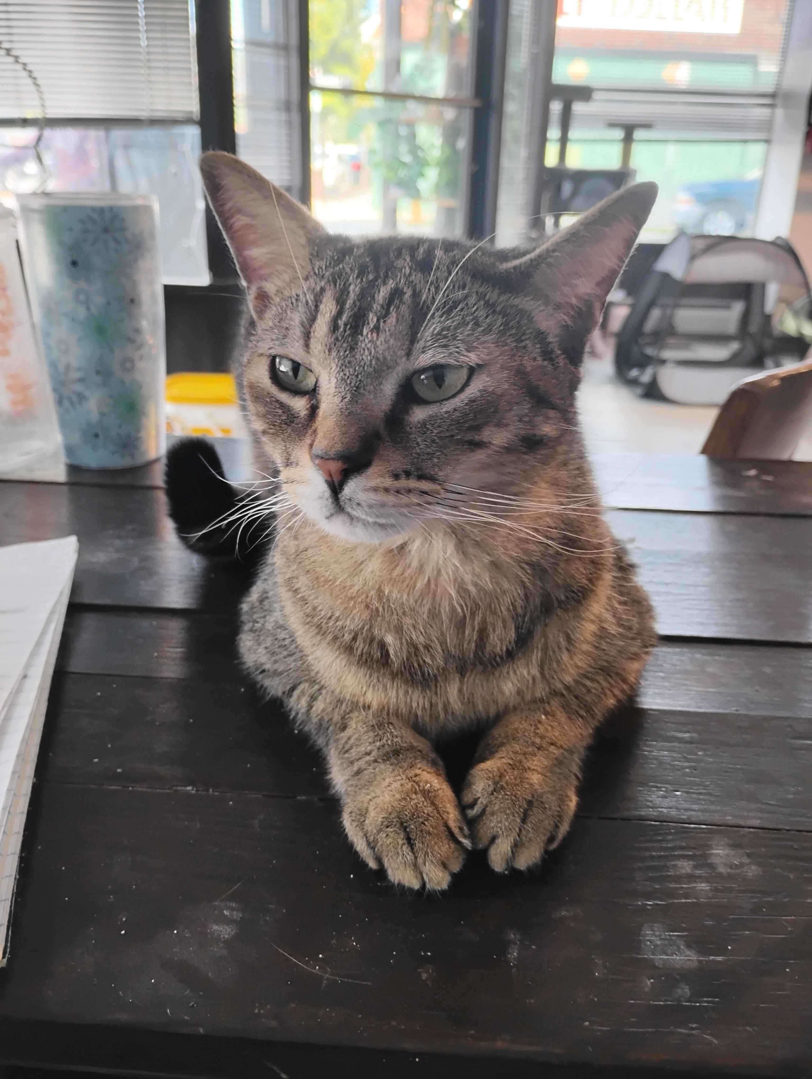 Enlarge Martel, a Adoptable Domestic Short Hair in Springfield, MA image 2/4