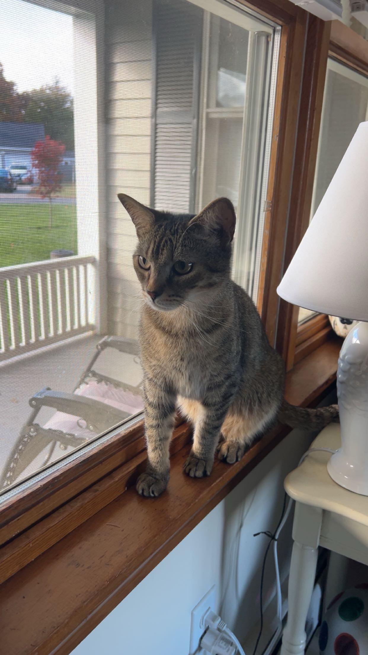 Enlarge Martel, a Adoptable Domestic Short Hair in Springfield, MA image 3/4