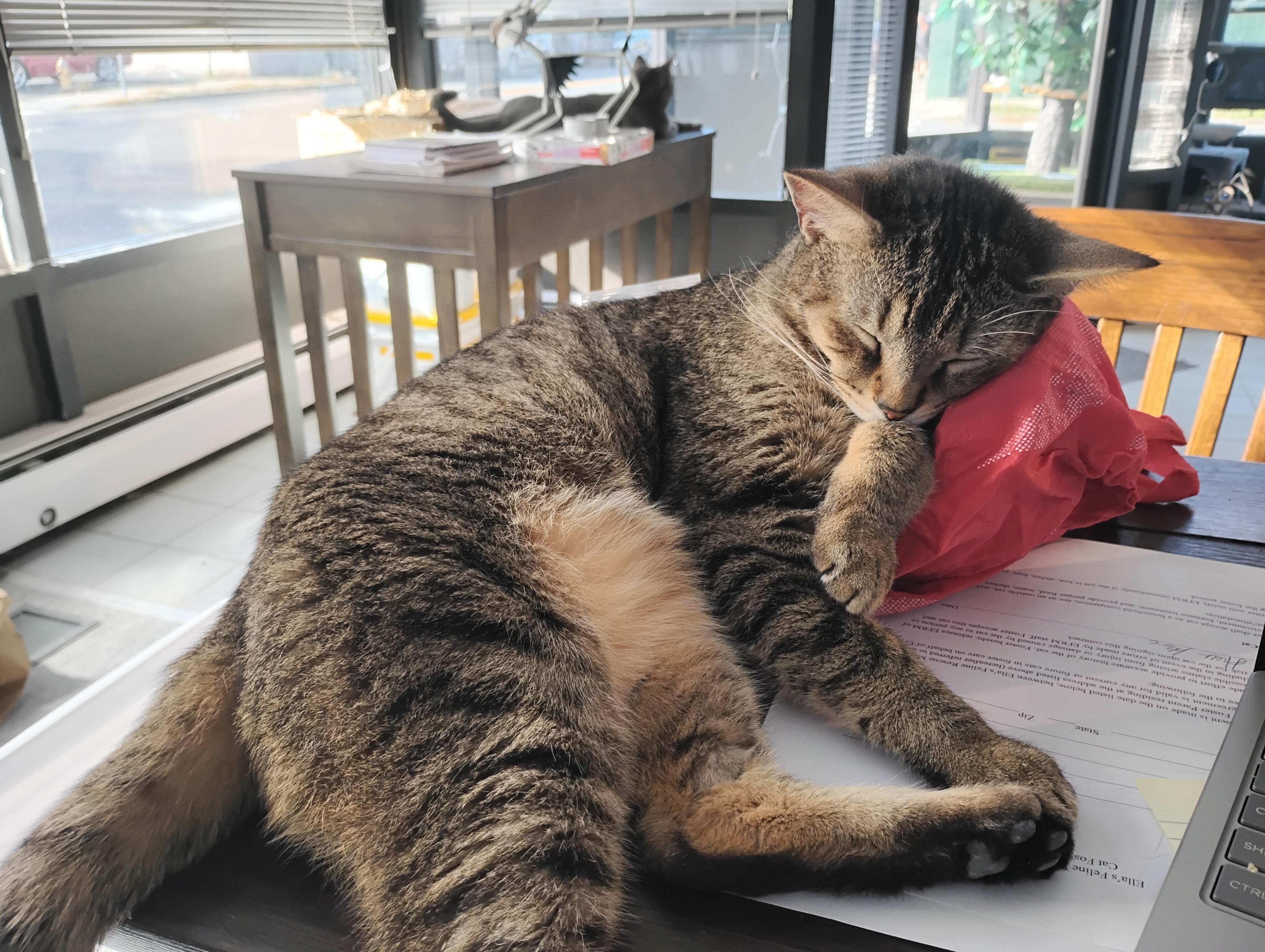 Enlarge Martel, a Adoptable Domestic Short Hair in Springfield, MA image 4/4