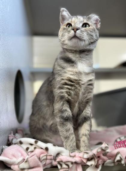 Blizzard, Adoptable, Adult Female Domestic Short Hair & Domestic Short Hair.