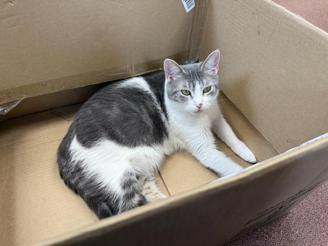 Coraline, adopted, Adult Female Domestic Short Hair.