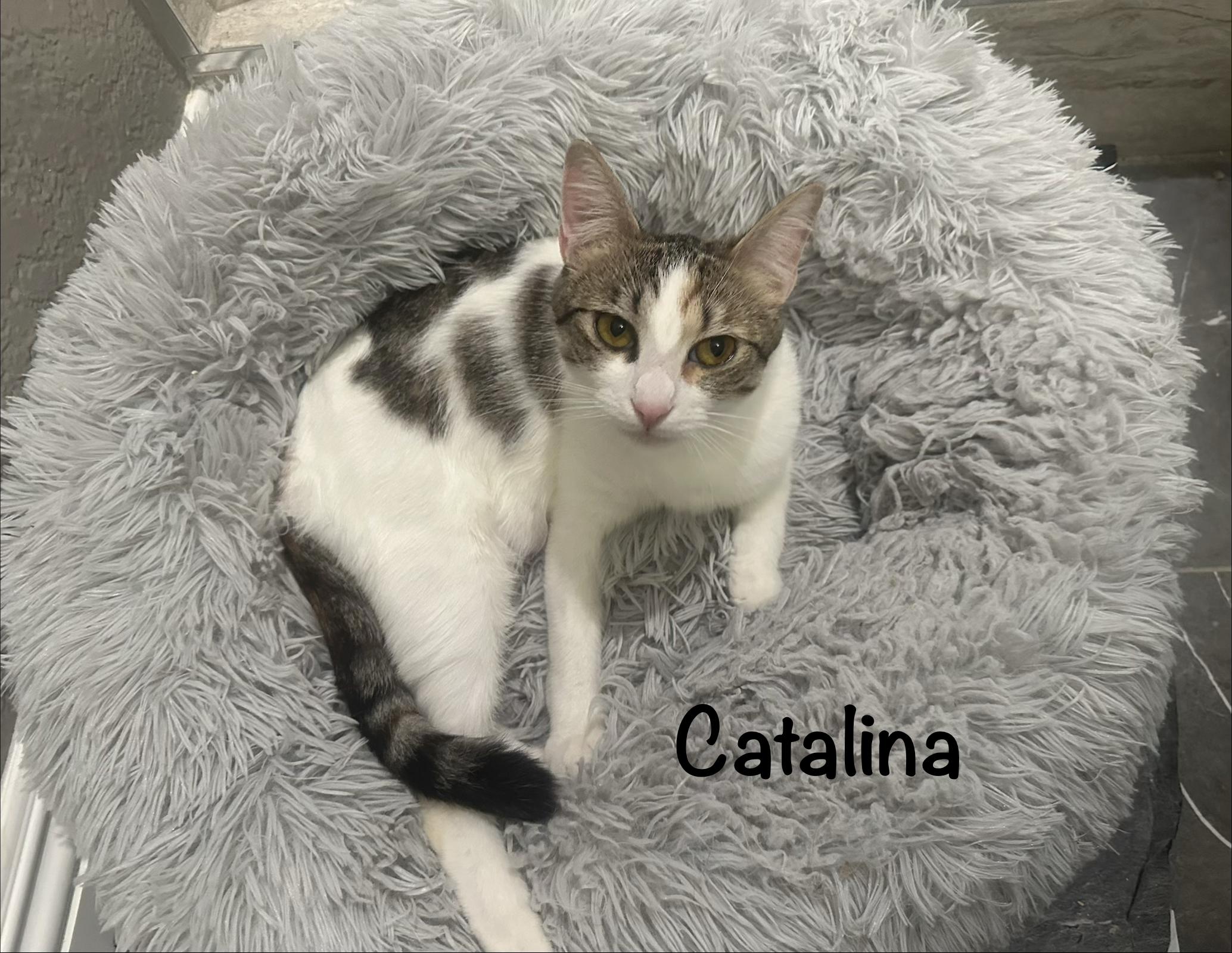 Catalina & Avalon, a ADOPTABLE mixed breed in Venice, CA image 2/2