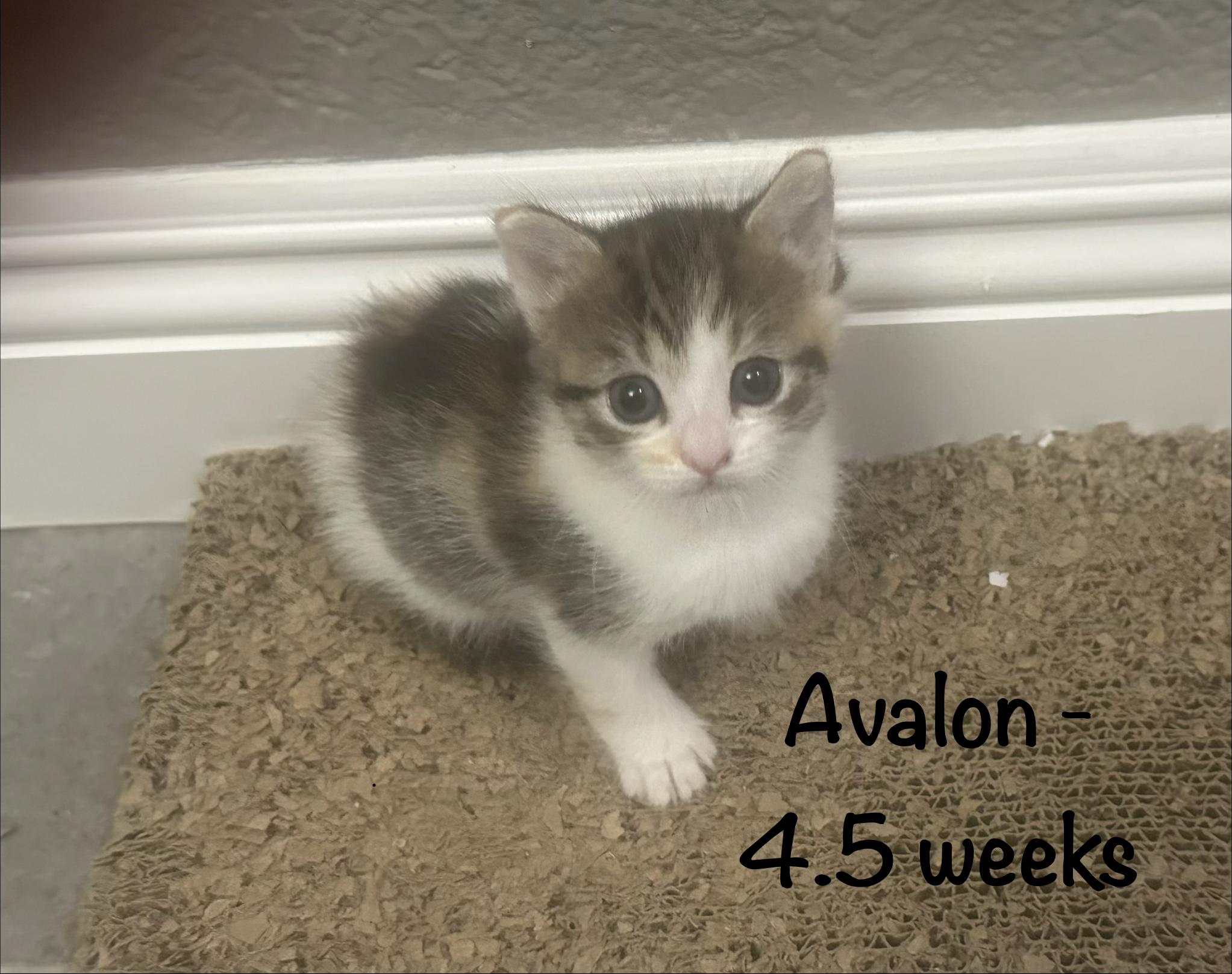 Catalina & Avalon, ADOPTABLE, Adult Female Domestic Short Hair & Calico.