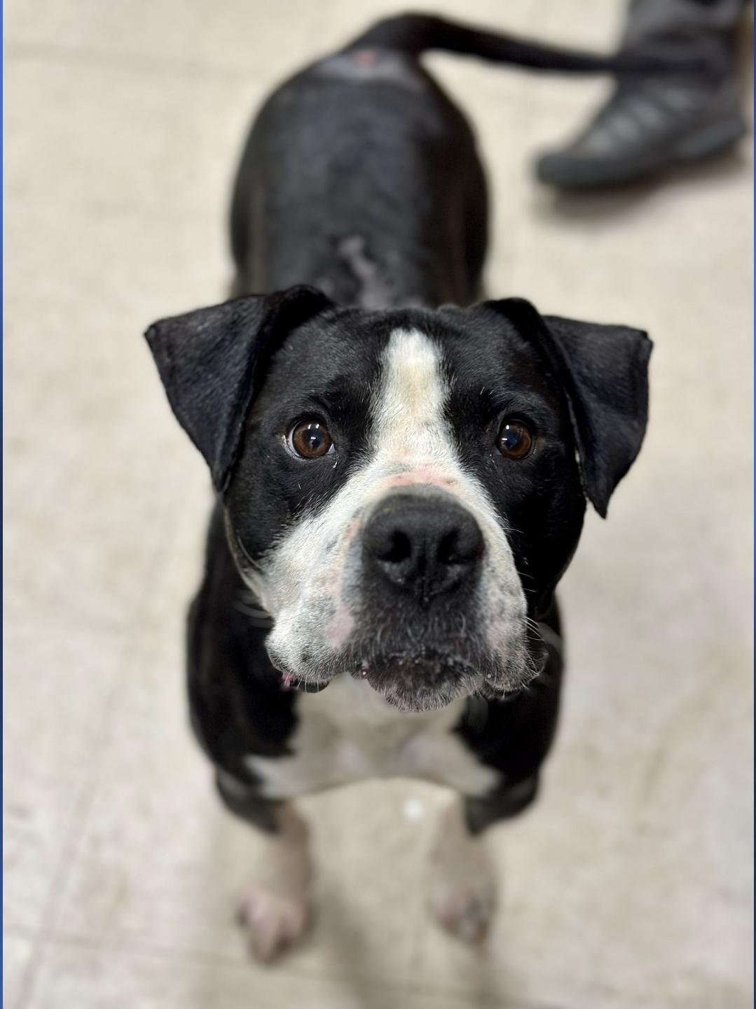 Cain, Adoptable, Adult Male Terrier.