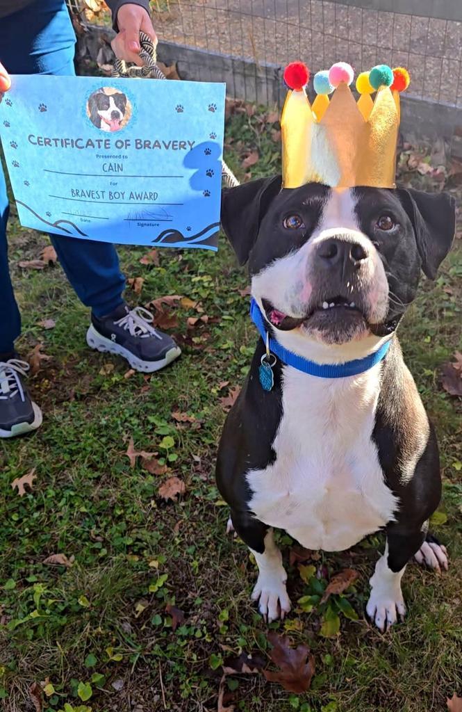 Enlarge Cain, a Adoptable Airedale Terrier in Athens, OH image 3/3