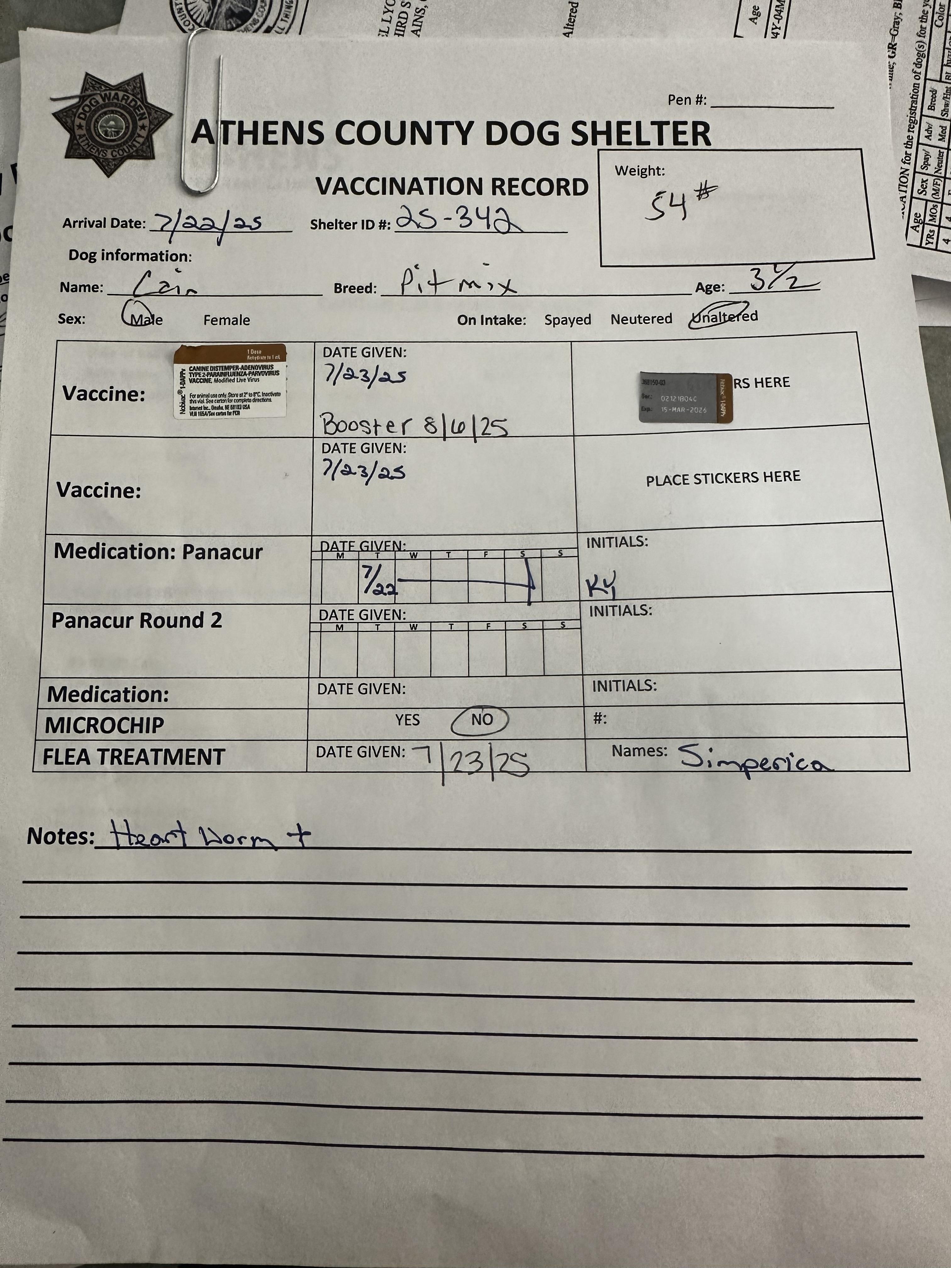 Enlarge Cain, a Adoptable Terrier in Athens, OH image 3/3