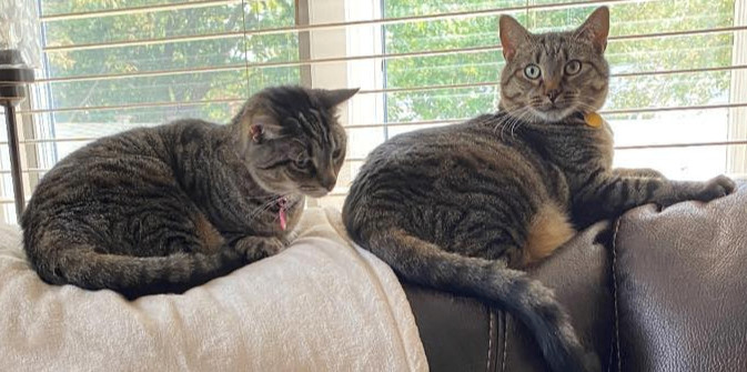 Darla and Rascal, Adoptable, Adult Female Tabby.