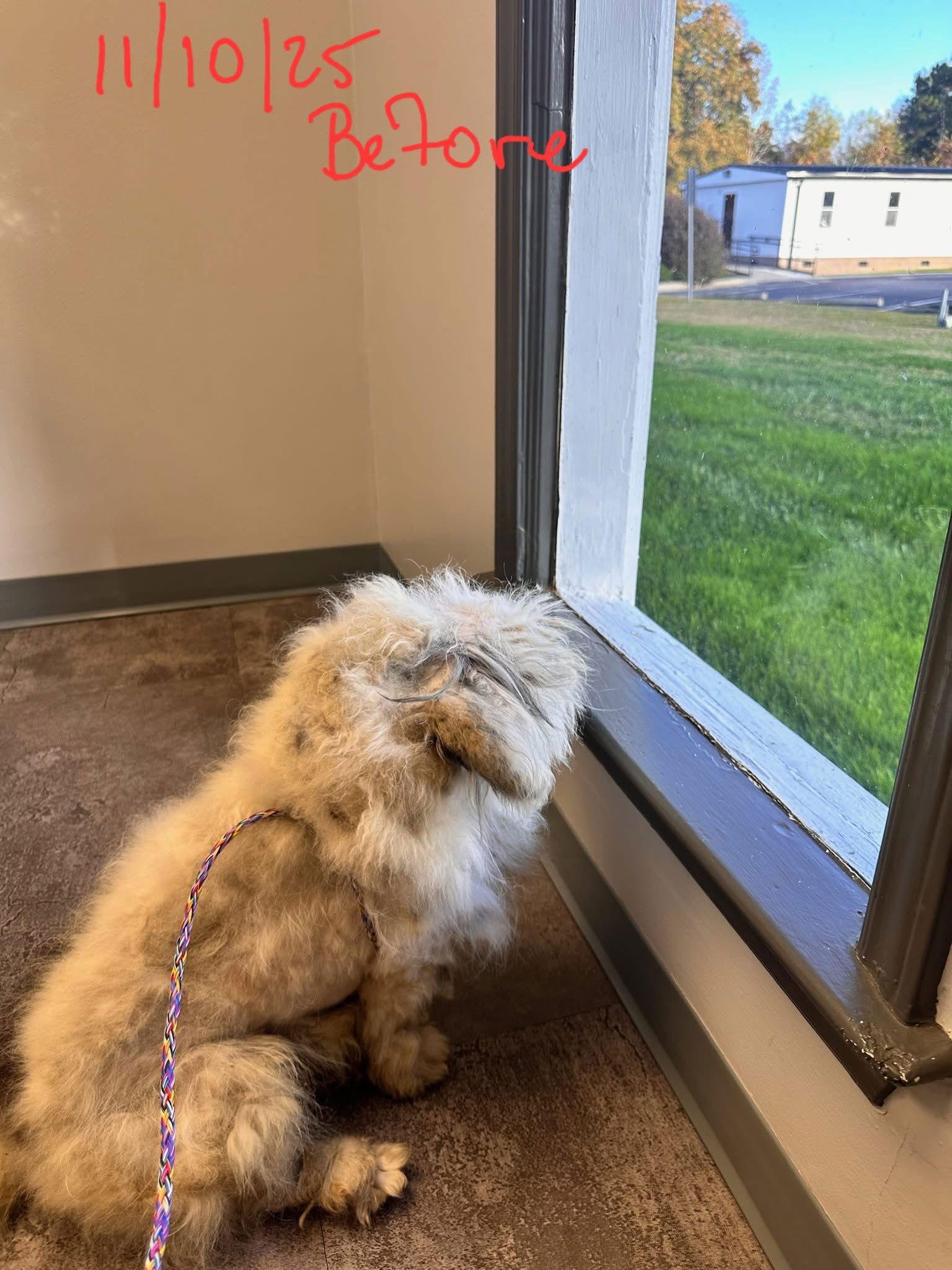 PeeWee, Adoptable, Young Male Poodle & Terrier.