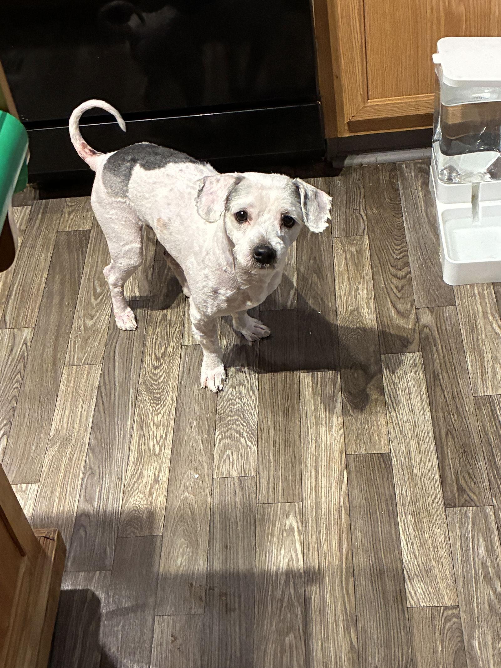 PeeWee, a Adoptable mixed breed in Middlesex, NC image 2/2