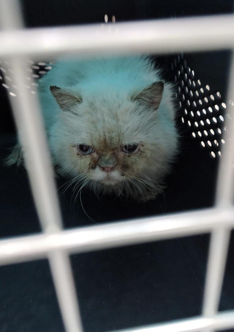 Enlarge Cosmo SA Purrsian, an adoptable Persian in New York, NY image 4/4