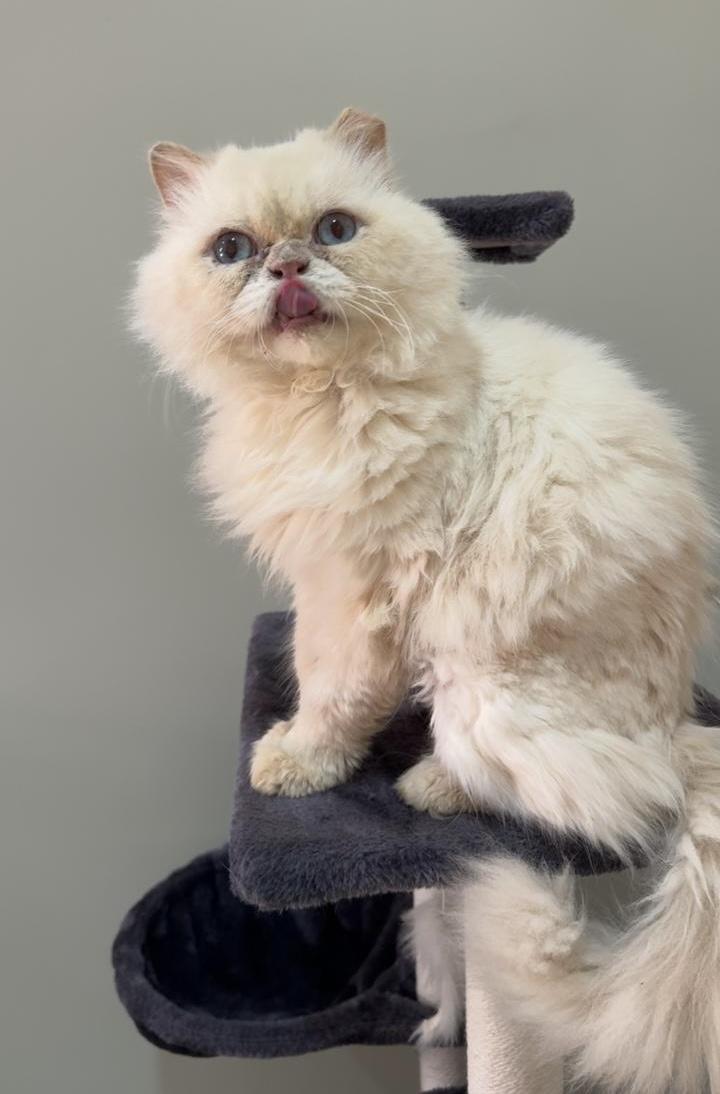 Enlarge Cosmo SA Purrsian, an adoptable Persian in New York, NY image 2/4