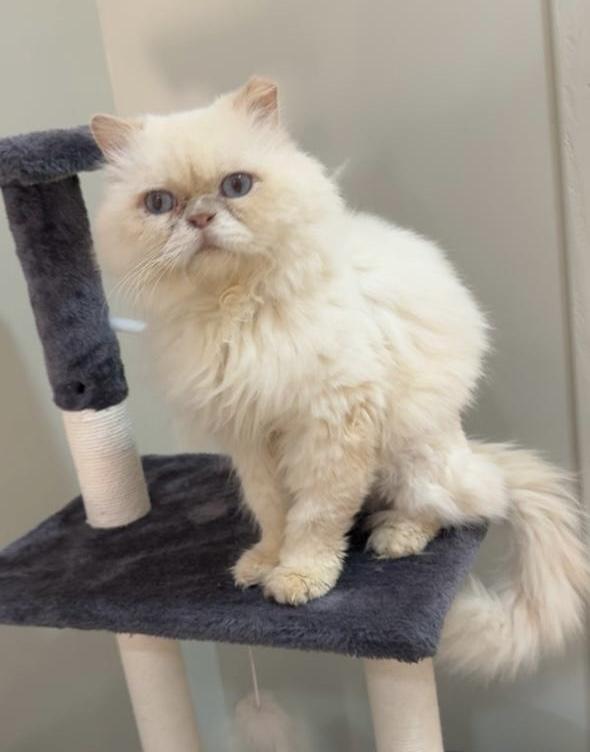 Cosmo SA Purrsian, adoptable, Adult Male Persian.