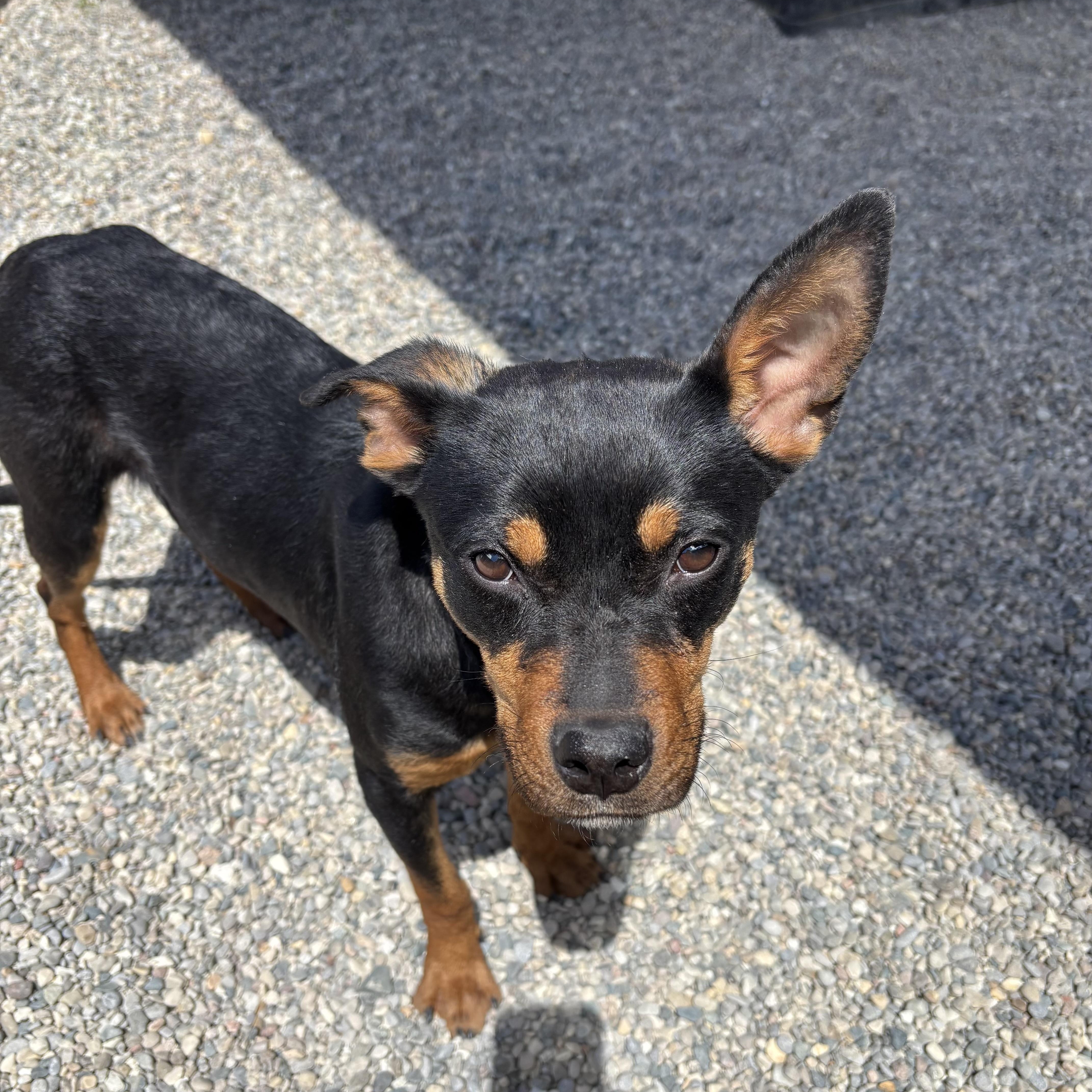 Enlarge Infinity, a Adoptable mixed breed in Oxford, MI image 2/4
