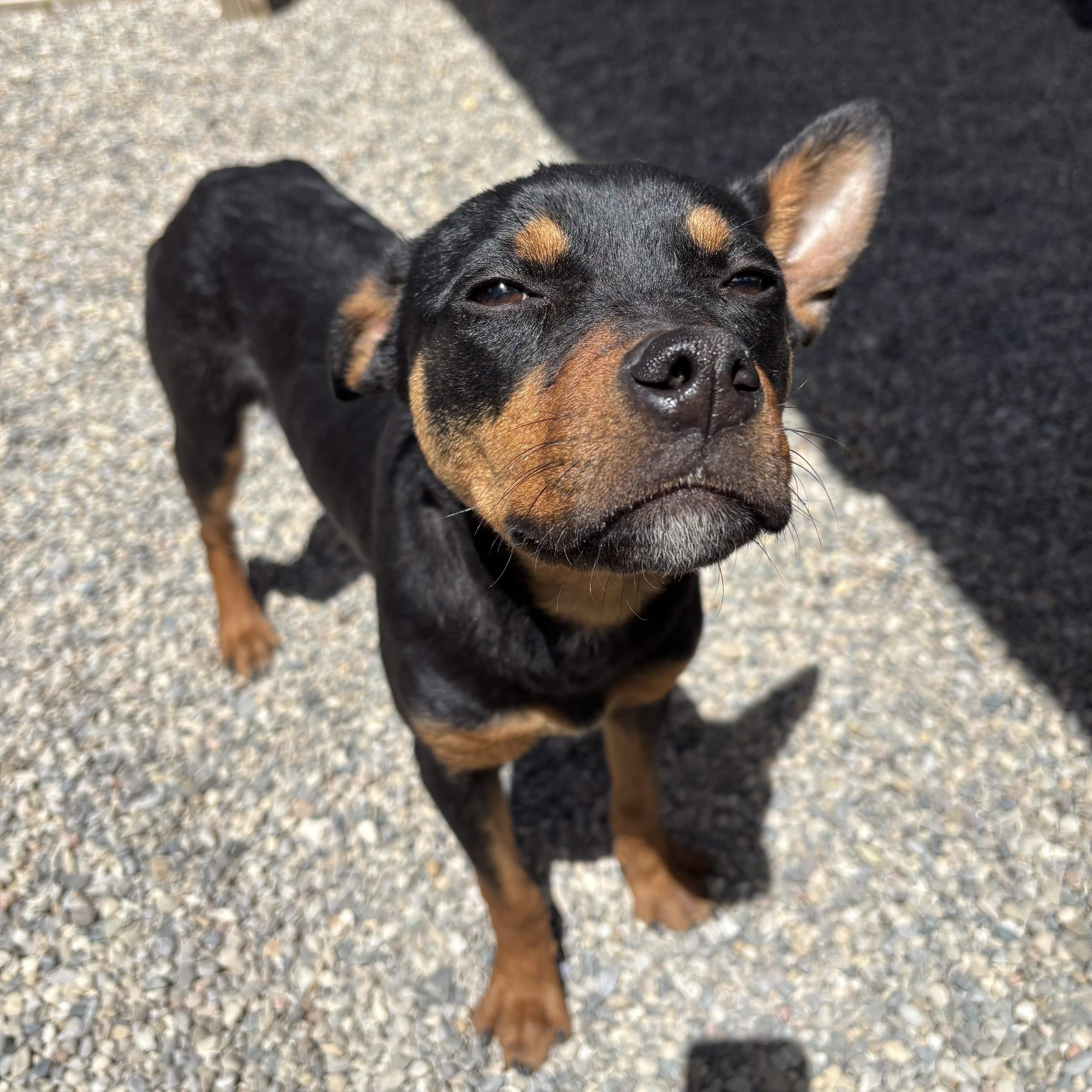 Enlarge Infinity, a Adoptable mixed breed in Oxford, MI image 1/4