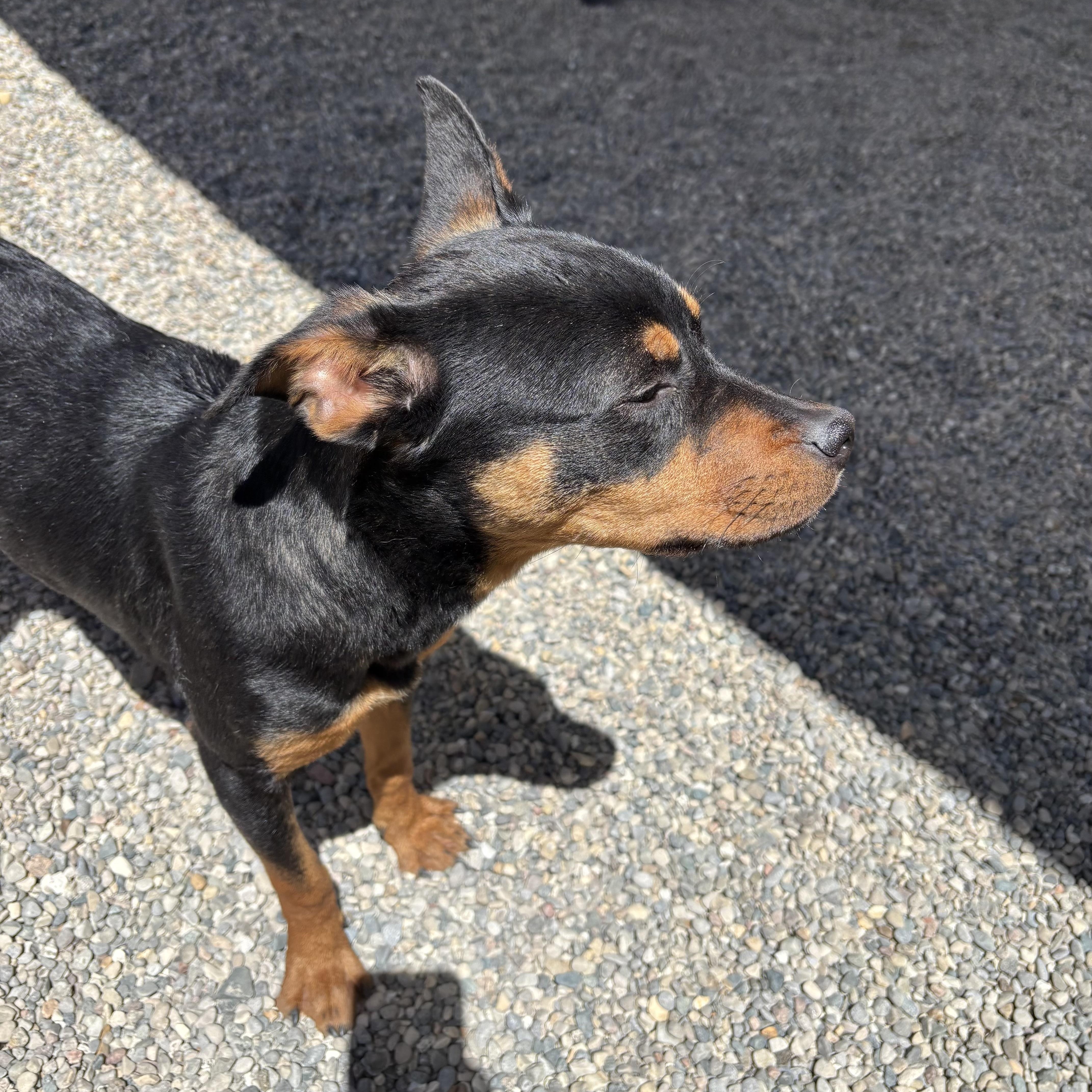Enlarge Infinity, a Adoptable mixed breed in Oxford, MI image 3/4