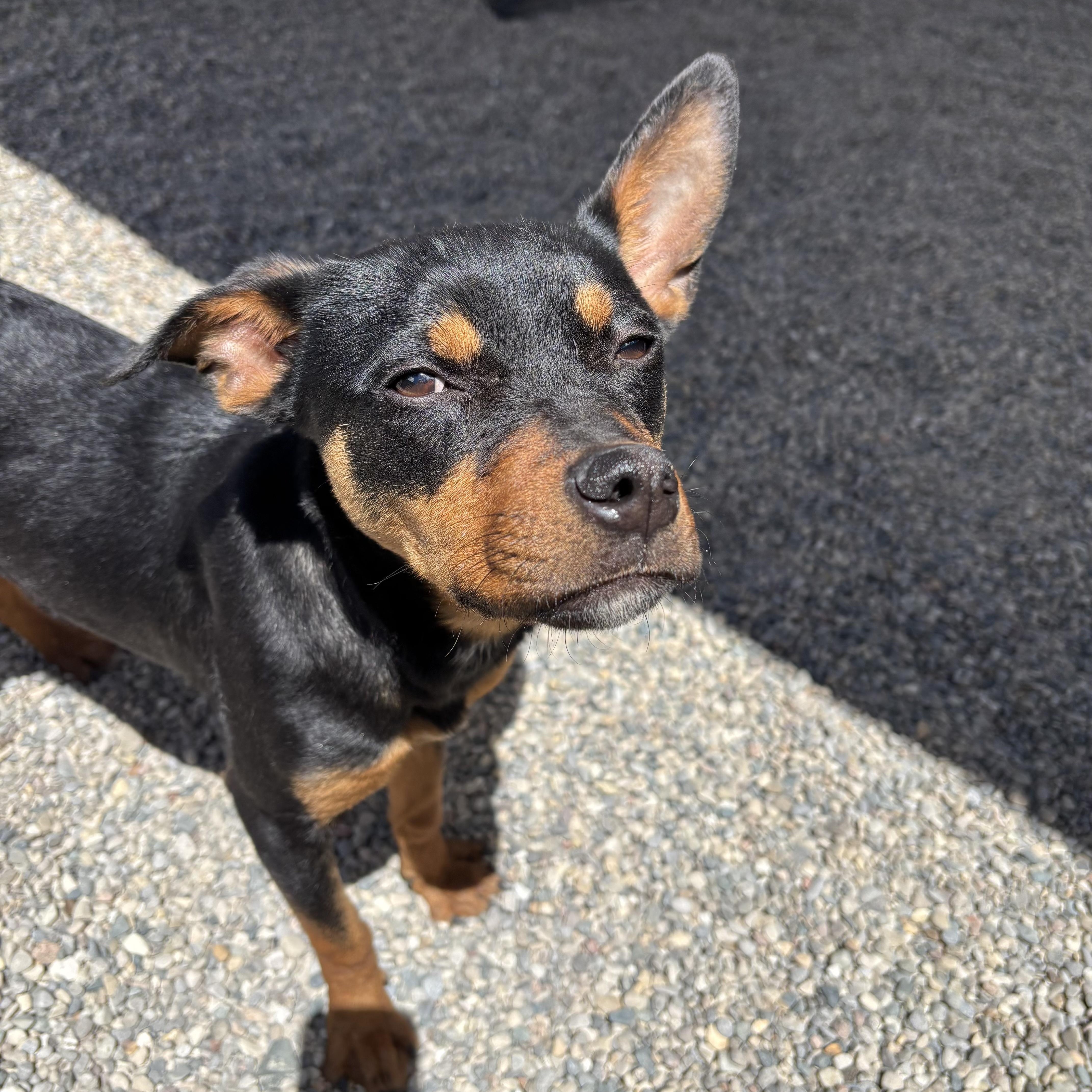 Enlarge Infinity, a Adoptable mixed breed in Oxford, MI image 4/4