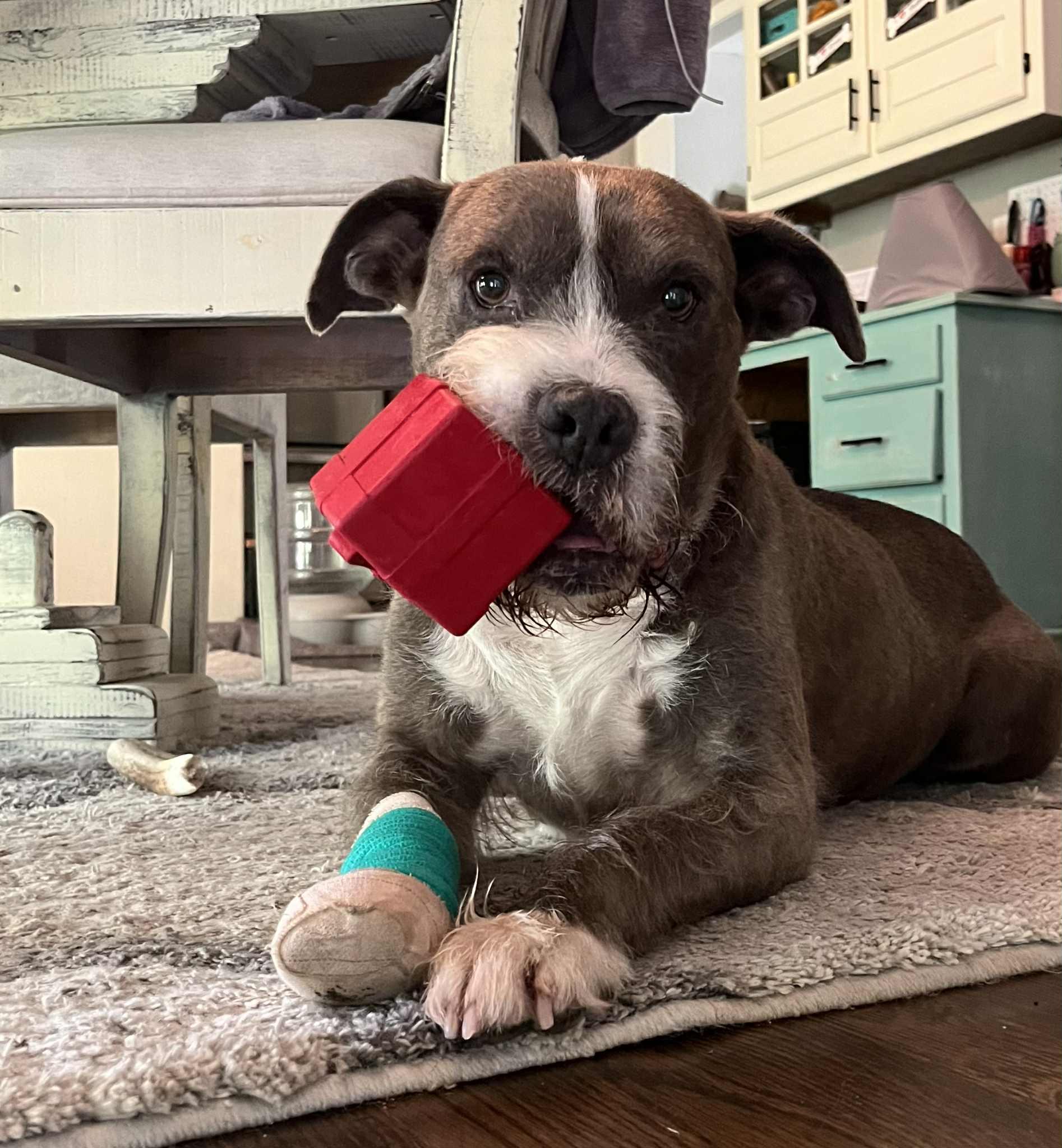 Kicker, Adoptable, Senior Male Bearded Collie.