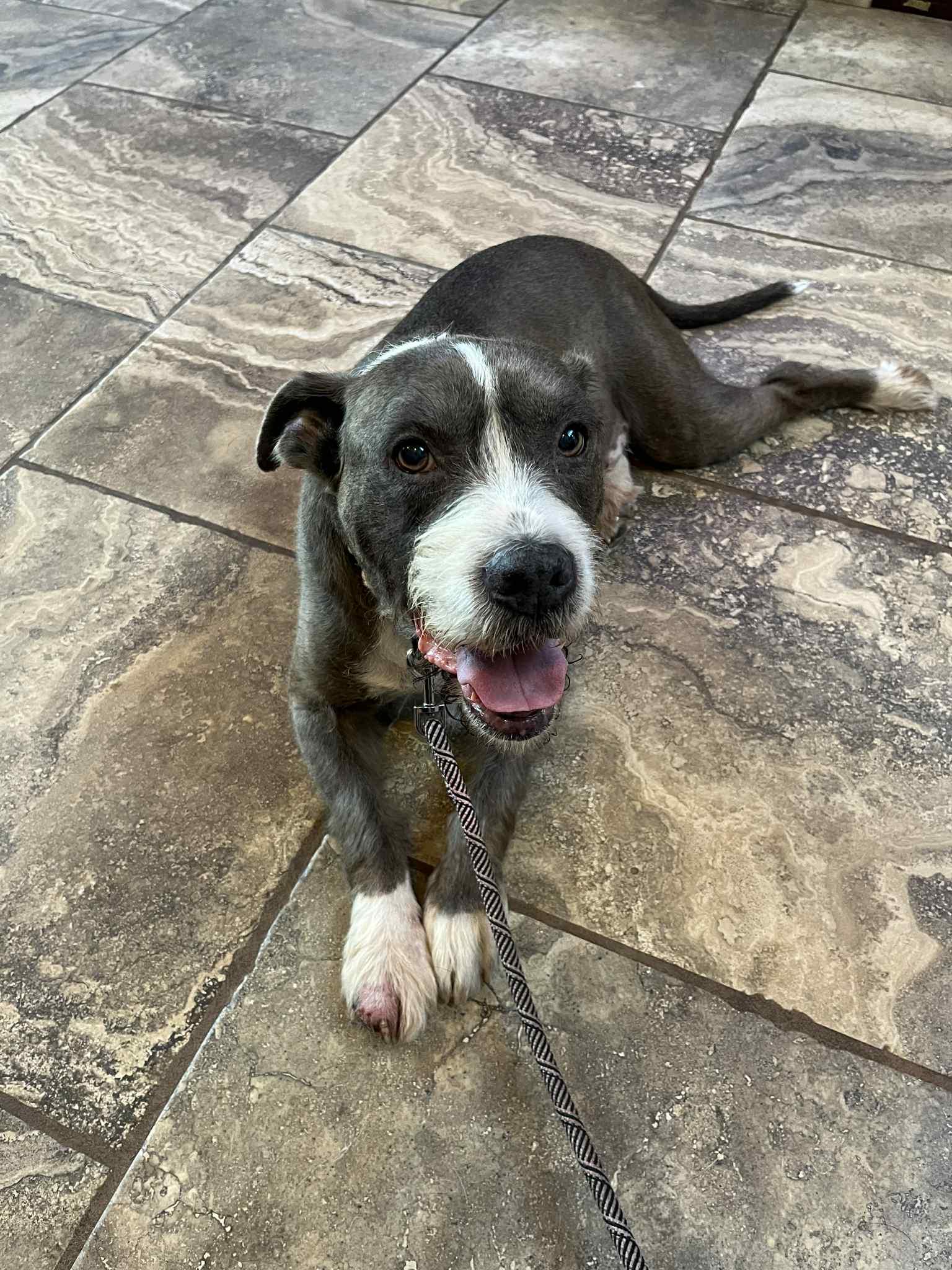 Kicker, a Adoptable mixed breed in Overland Park, KS image 2/4