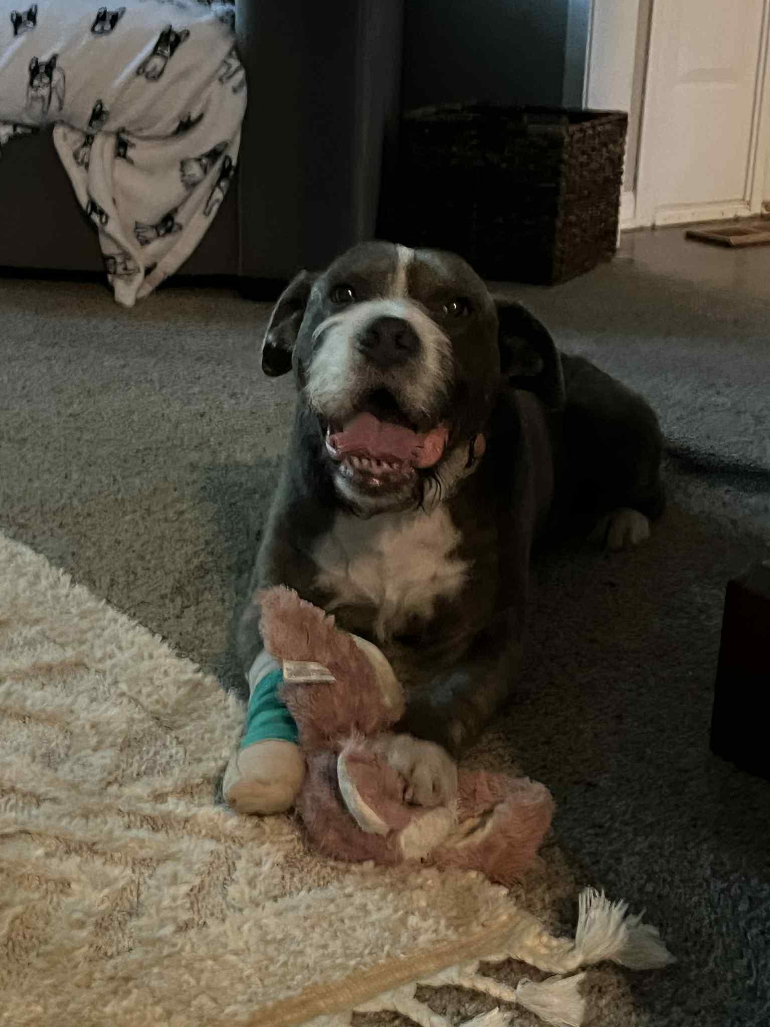 Kicker, a Adoptable mixed breed in Overland Park, KS image 3/4