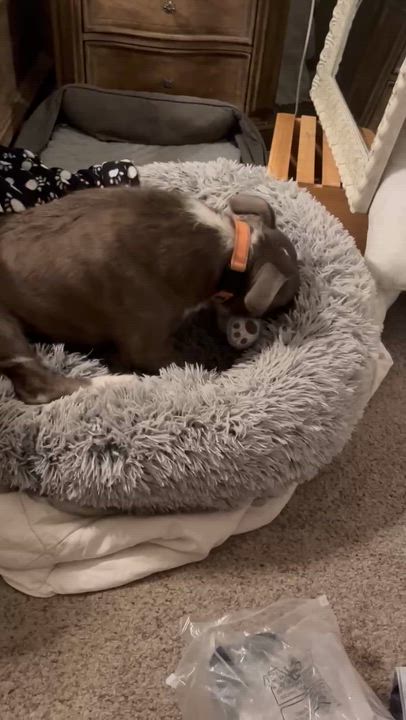 Enlarge Kicker, a Adoptable mixed breed in Overland Park, KS video 5/5