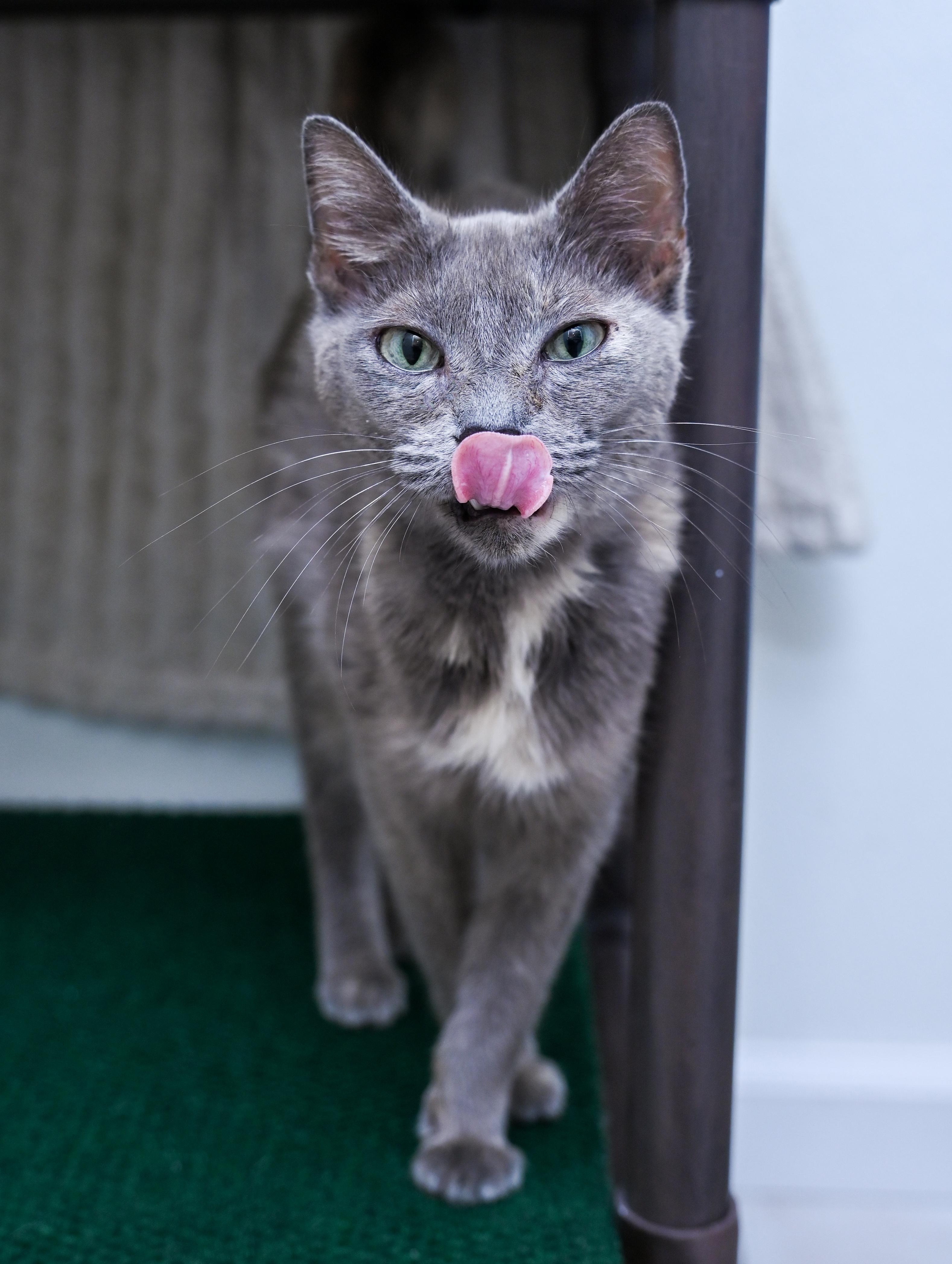 Enlarge Terra Cotta, a ADOPTABLE mixed breed in Chattanooga, TN image 1/5