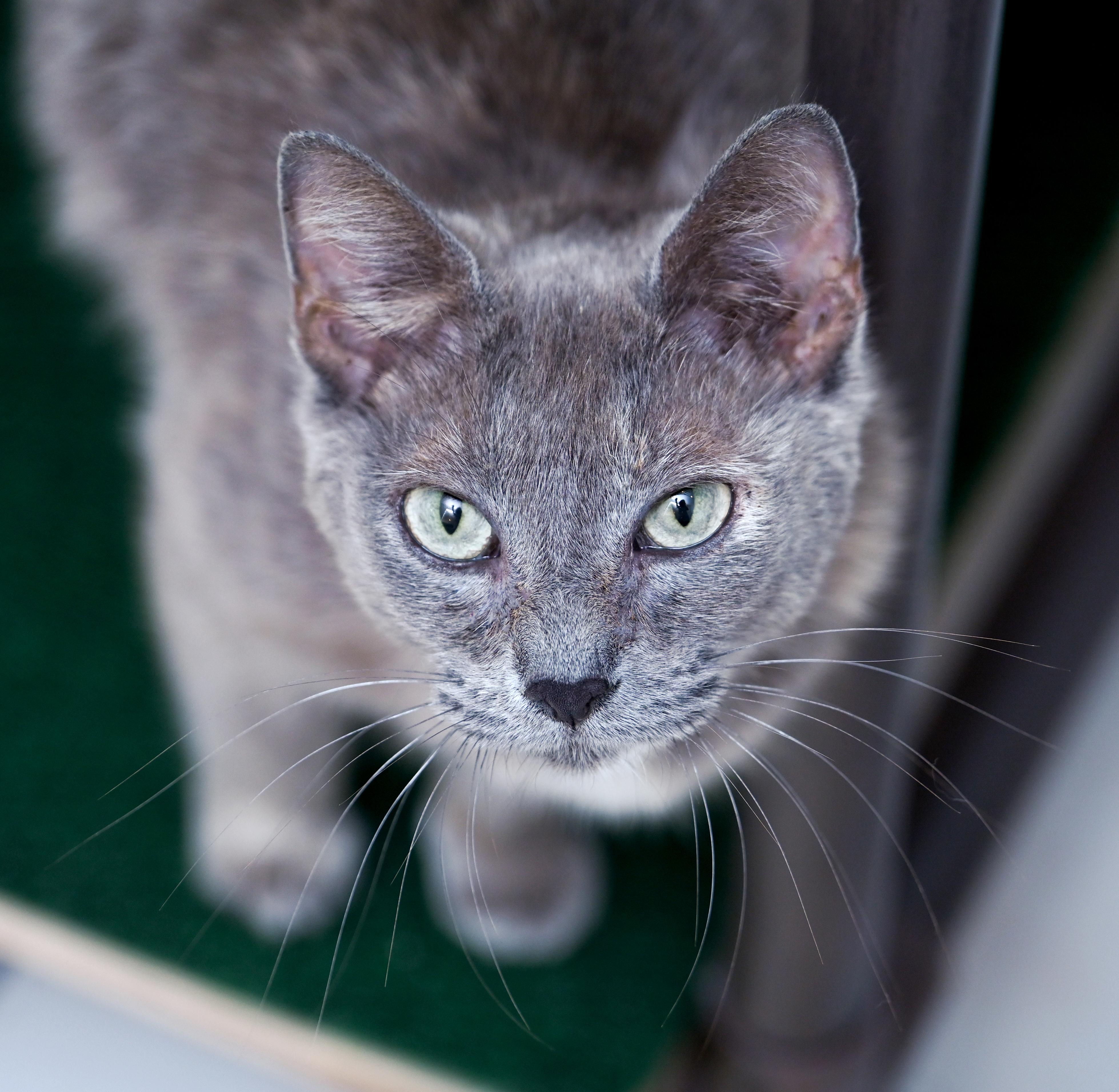 Enlarge Terra Cotta, a ADOPTABLE mixed breed in Chattanooga, TN image 4/5