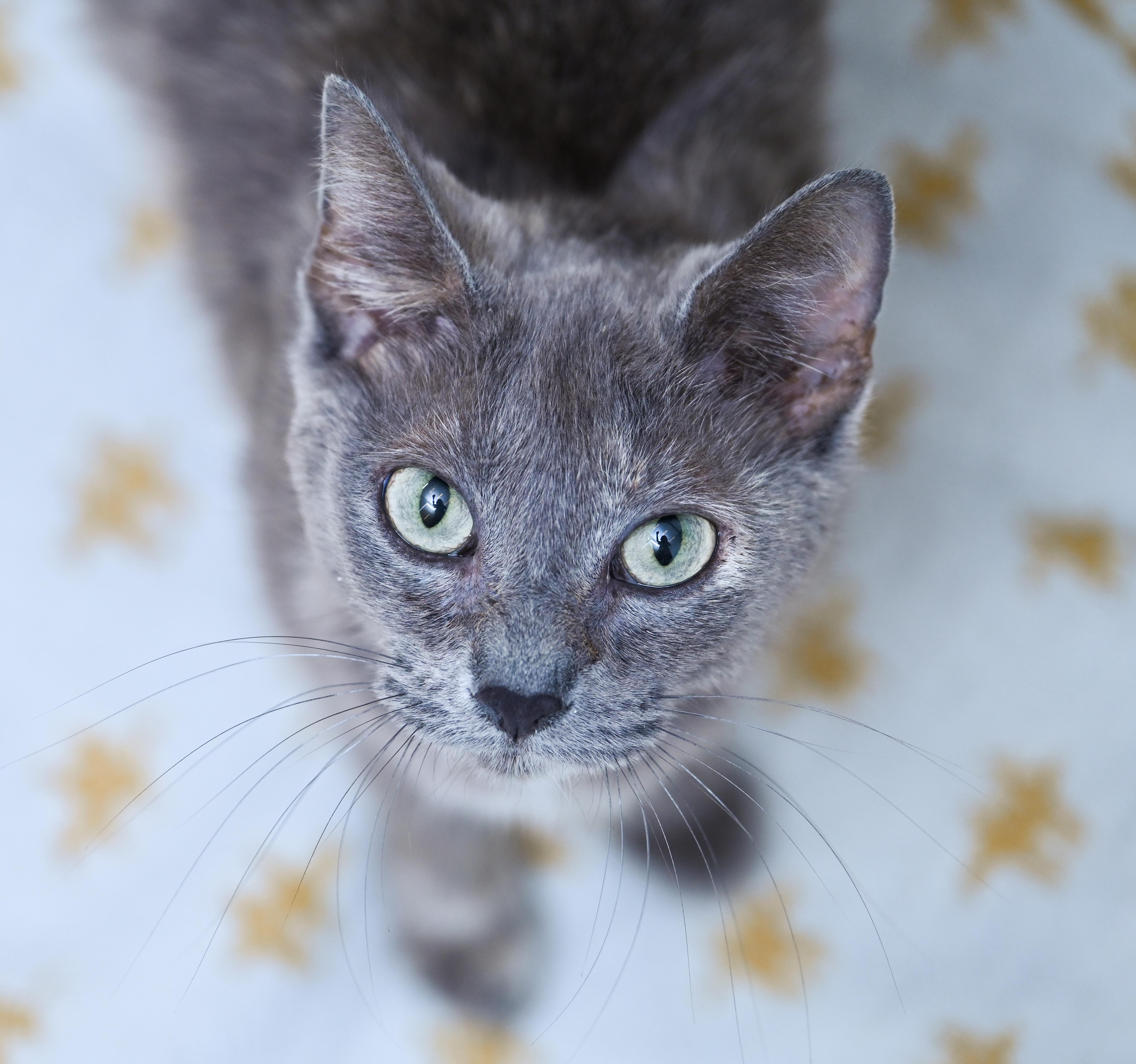 Enlarge Terra Cotta, a ADOPTABLE mixed breed in Chattanooga, TN image 2/5