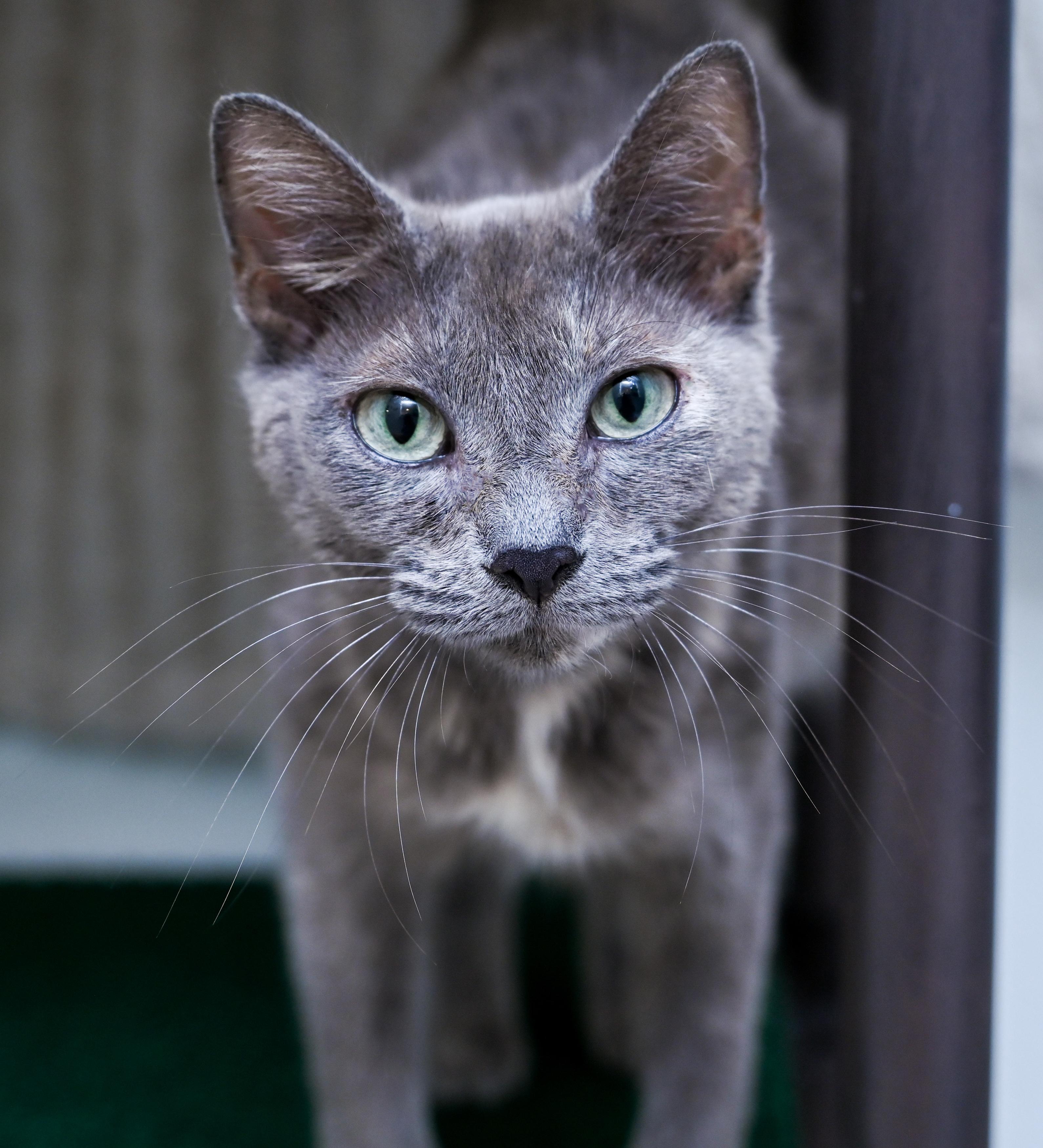 Enlarge Terra Cotta, a ADOPTABLE mixed breed in Chattanooga, TN image 3/5
