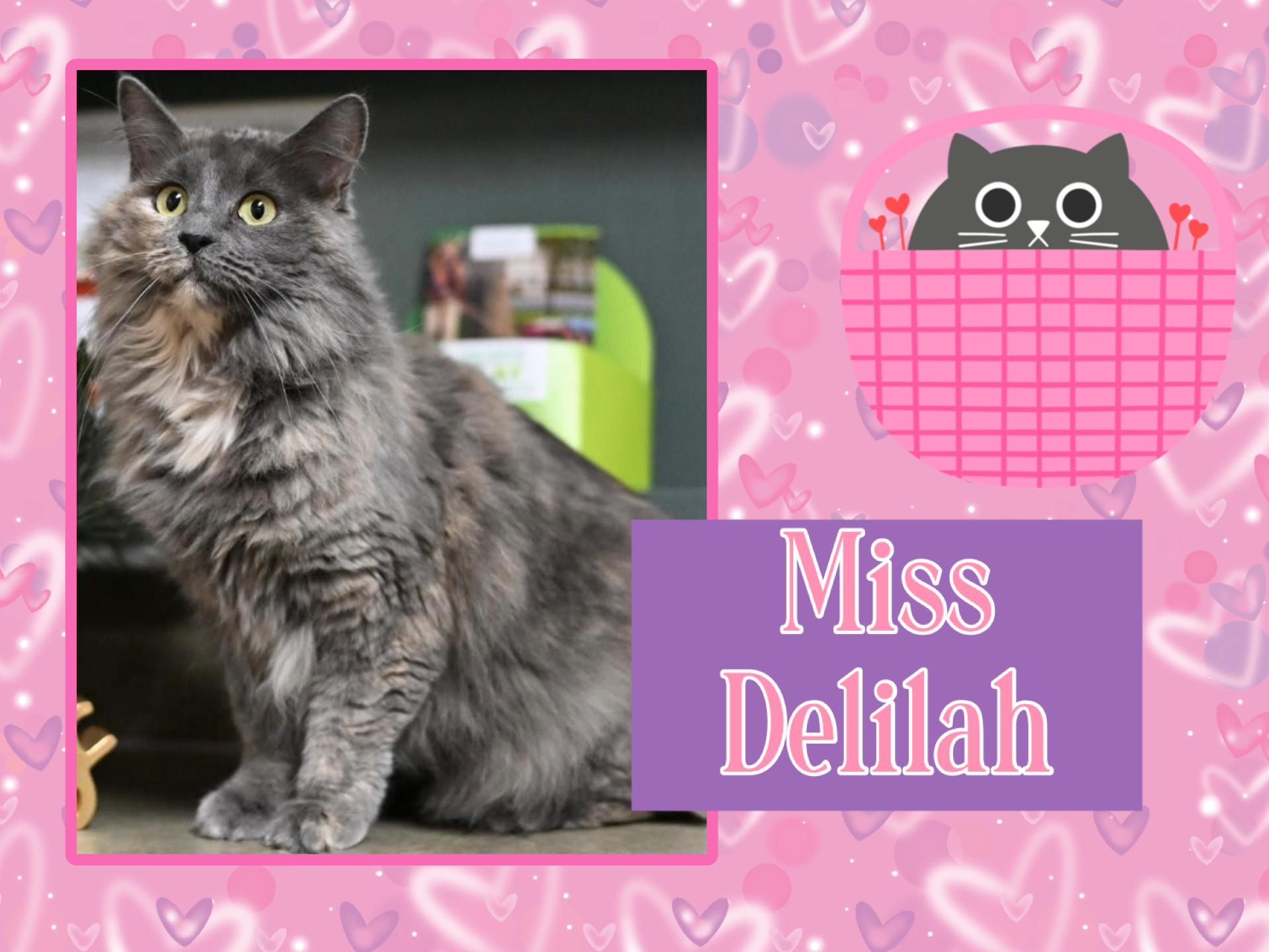Enlarge Delilah, a Adoptable Domestic Long Hair in Kearney, NE image 1/1