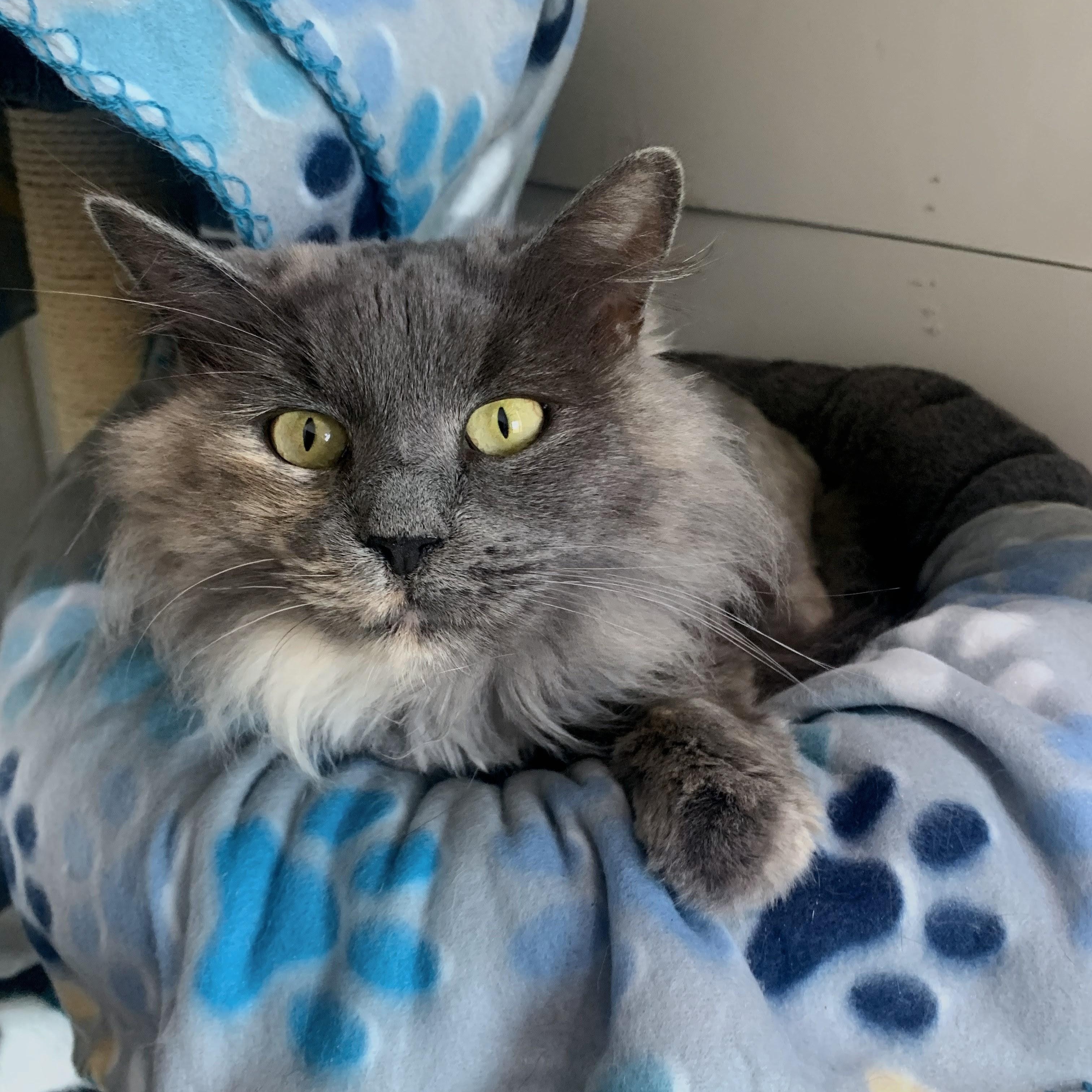 Enlarge Delilah, a Adoptable Domestic Long Hair in Kearney, NE image 1/2