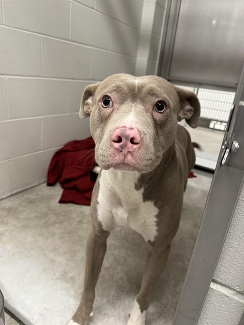 CZAR, Adoptable, Young Male Pit Bull Terrier.