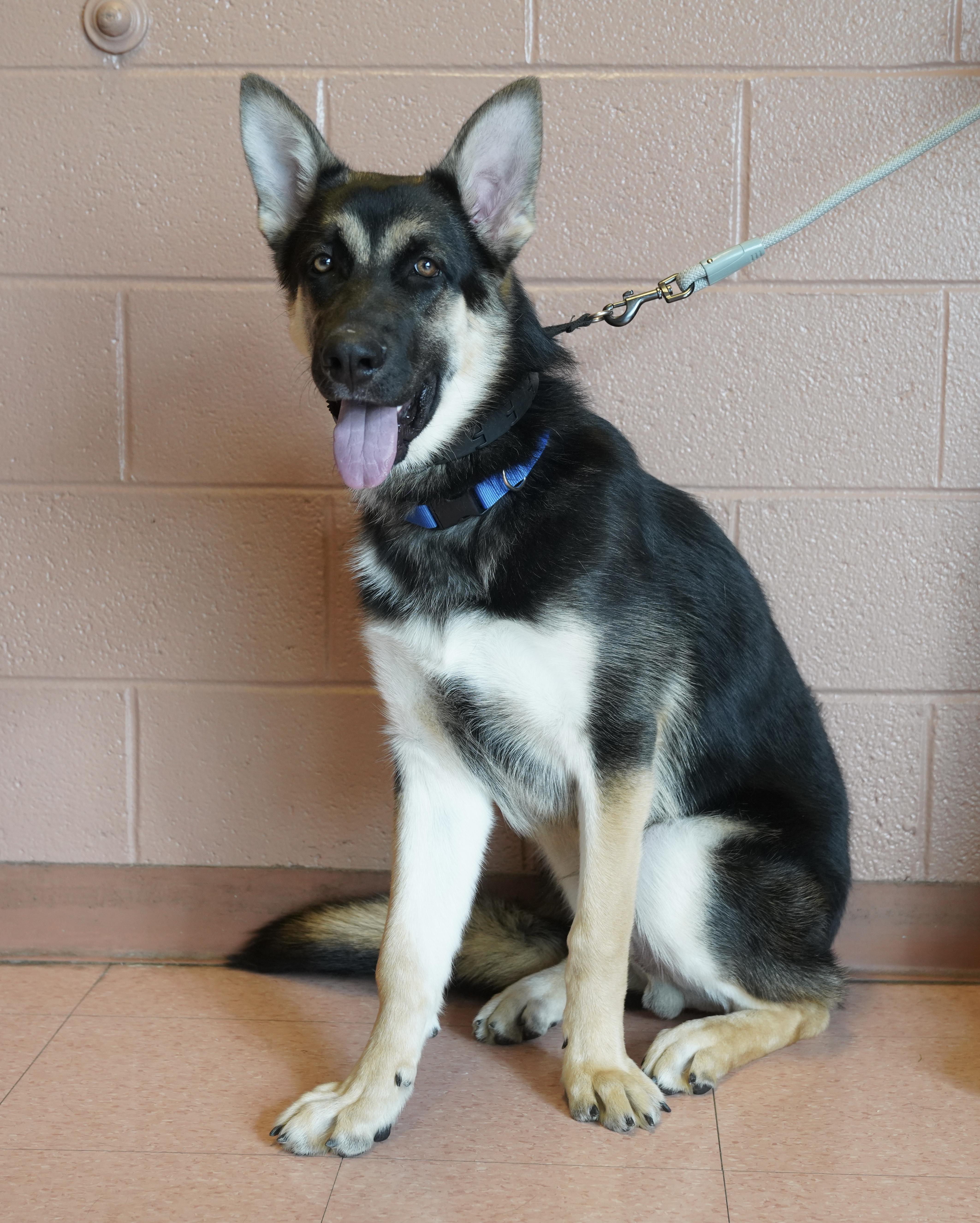 Enlarge Donte , a ADOPTABLE German Shepherd Dog in Pottsville, PA image 3/3