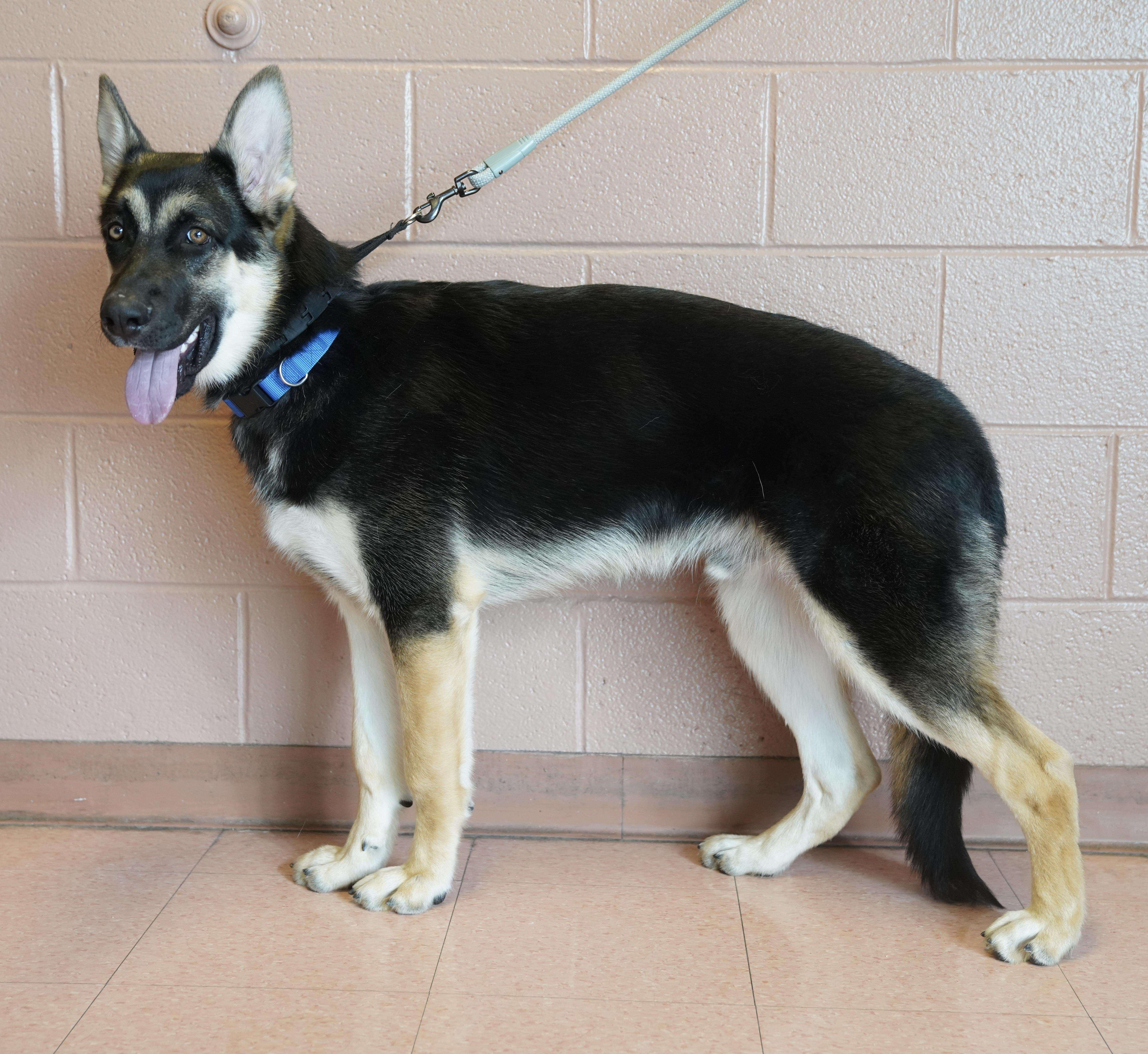 Enlarge Donte , a ADOPTABLE German Shepherd Dog in Pottsville, PA image 2/3