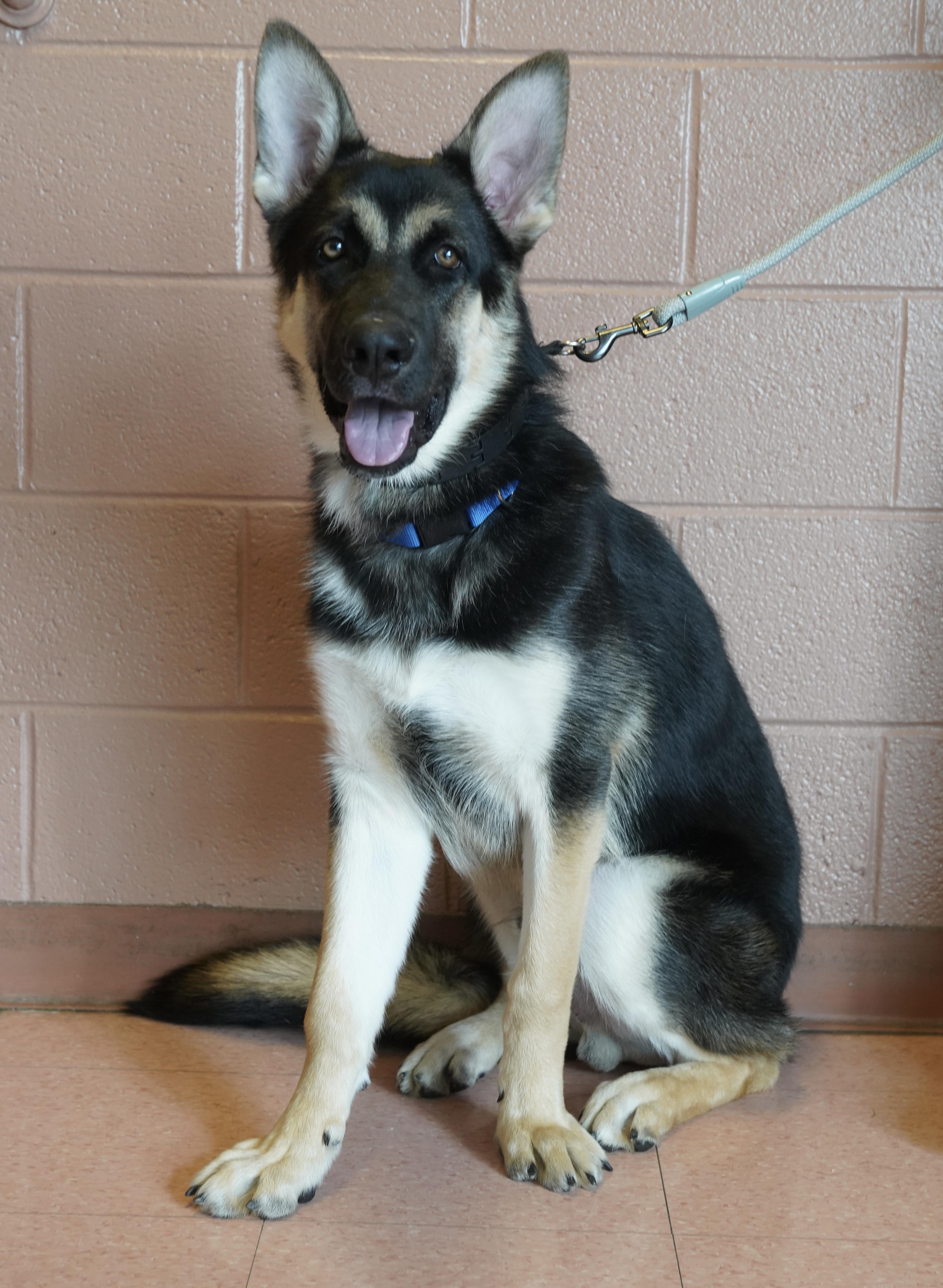Enlarge Donte , a ADOPTABLE German Shepherd Dog in Pottsville, PA image 1/3