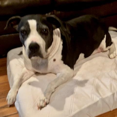 Loveable Lila, a Senior Sweetheart! — thumbnail 2