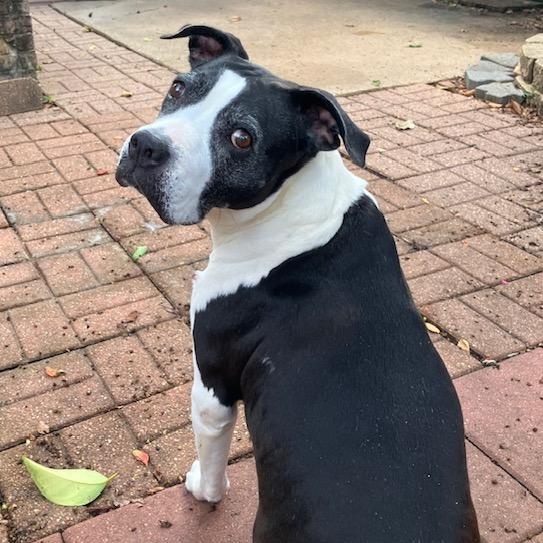 Loveable Lila, a Senior Sweetheart! — thumbnail 3