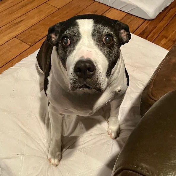 Loveable Lila, a Senior Sweetheart! — thumbnail 4