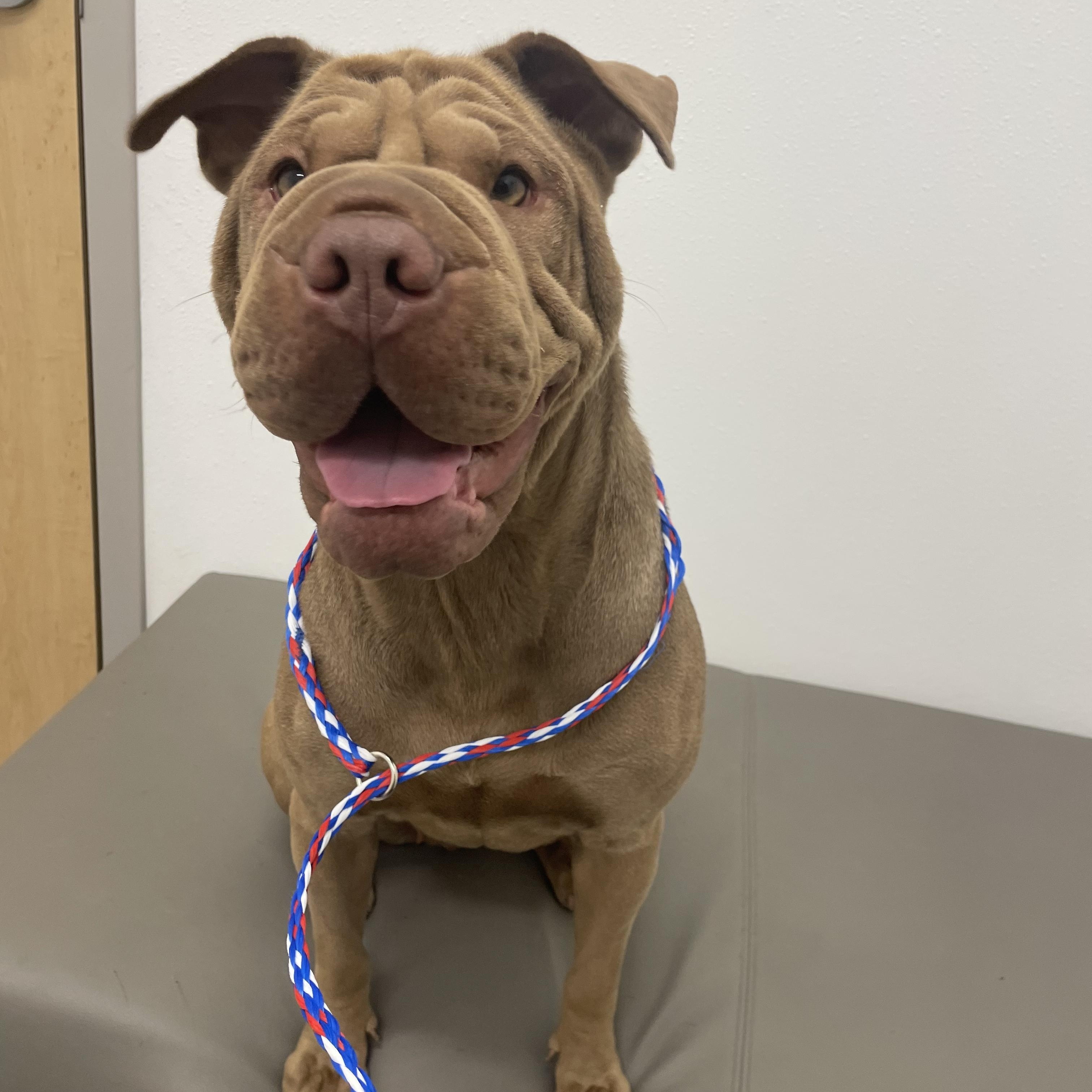 Natalie, adopted, Adult Female Shar-Pei.