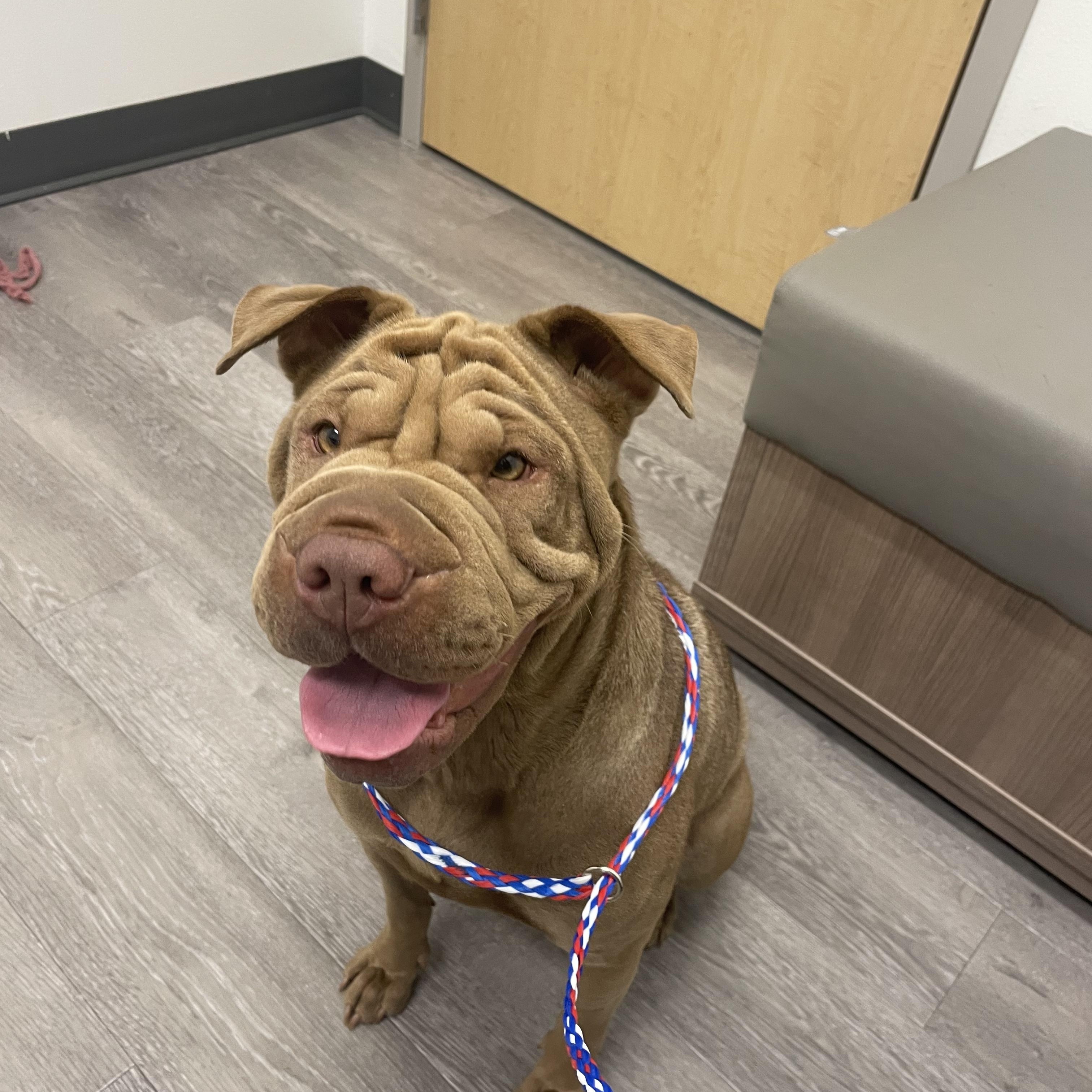 Natalie, adopted, Adult Female Shar-Pei.