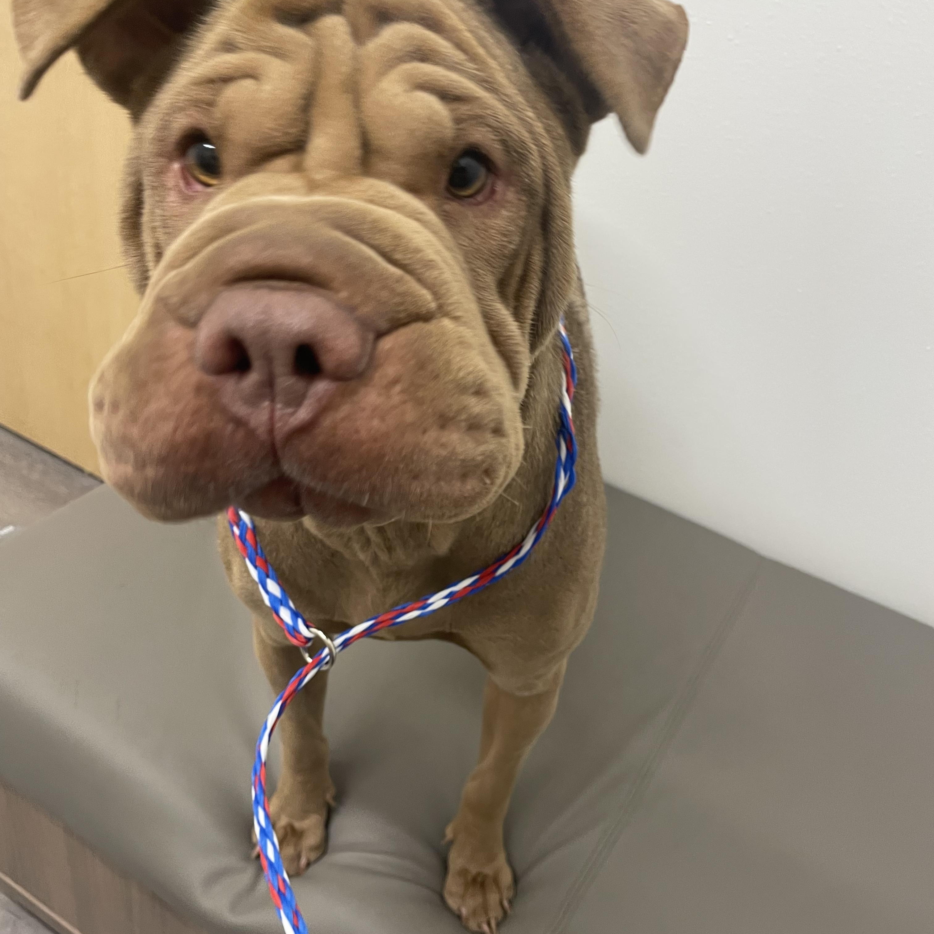 Enlarge Natalie, an adopted Shar-Pei in El Paso, TX image 4/4