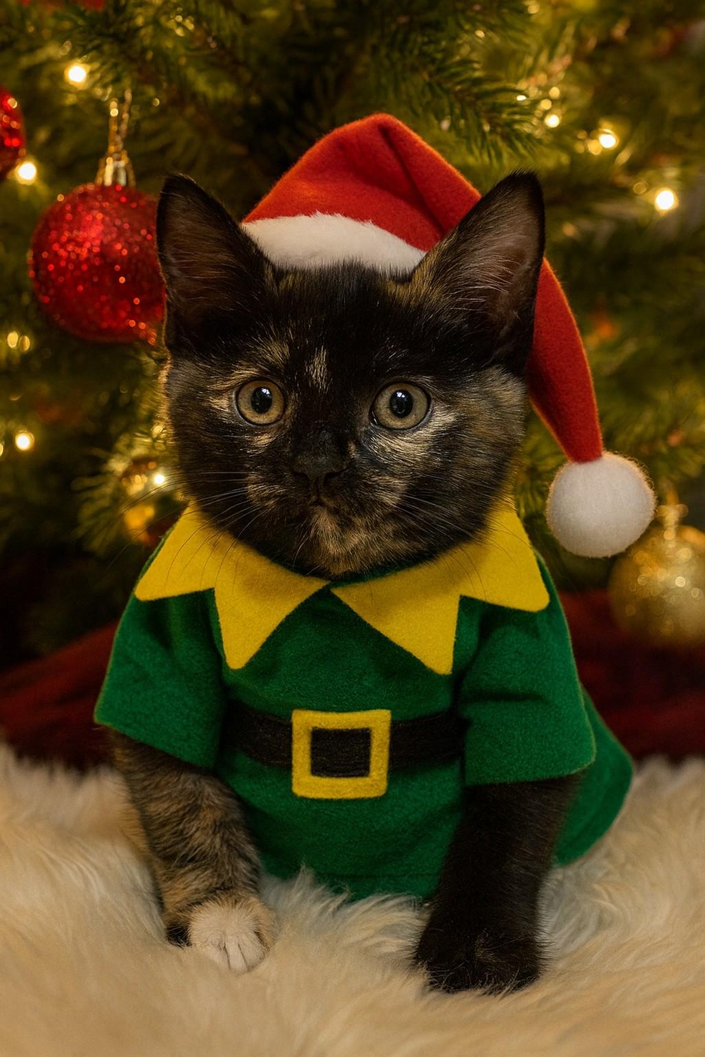 Gemma, a ADOPTABLE Domestic Short Hair in Salt Lake City, UT image 1/6