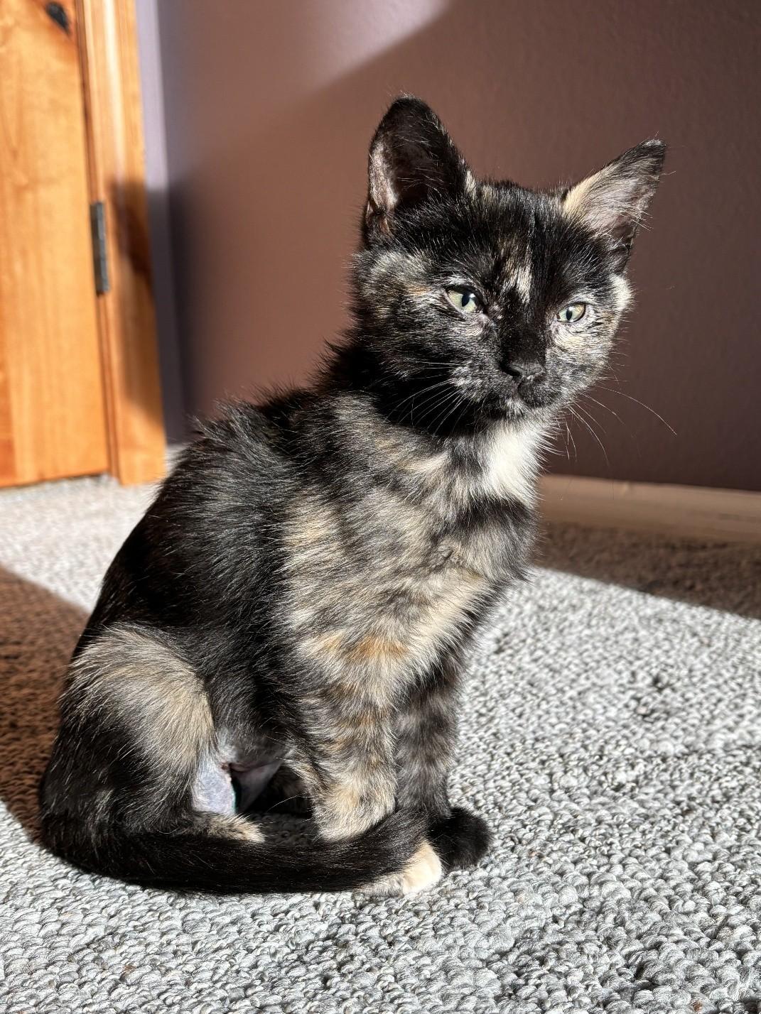 Gemma, a ADOPTABLE Domestic Short Hair in Salt Lake City, UT image 2/6