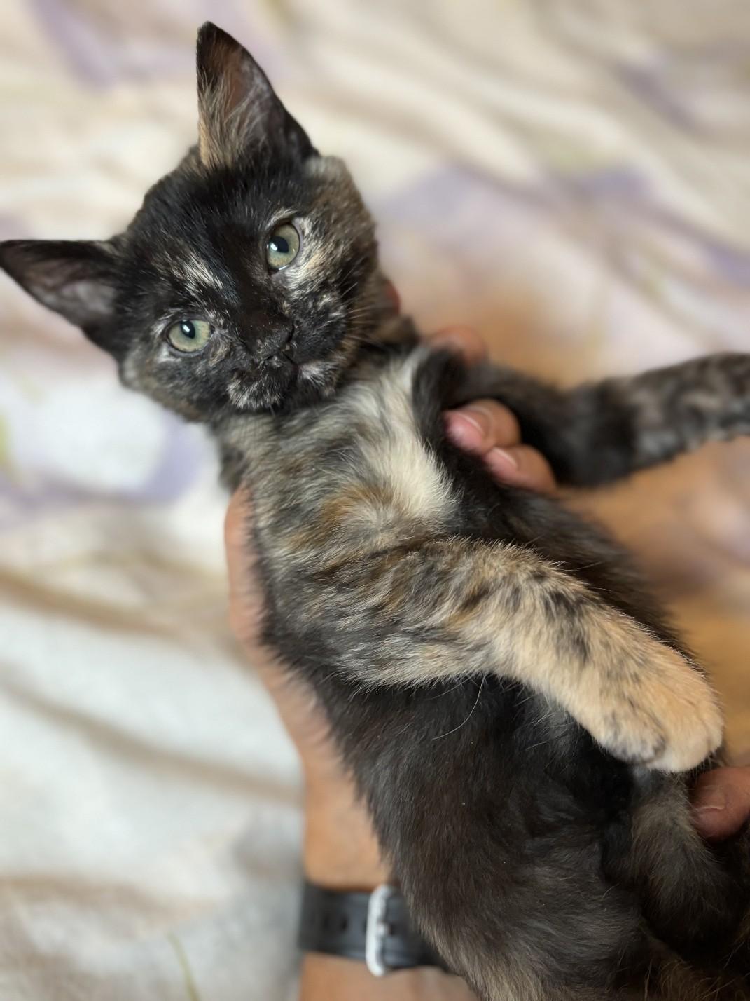 Gemma, a ADOPTABLE Domestic Short Hair in Salt Lake City, UT image 3/6