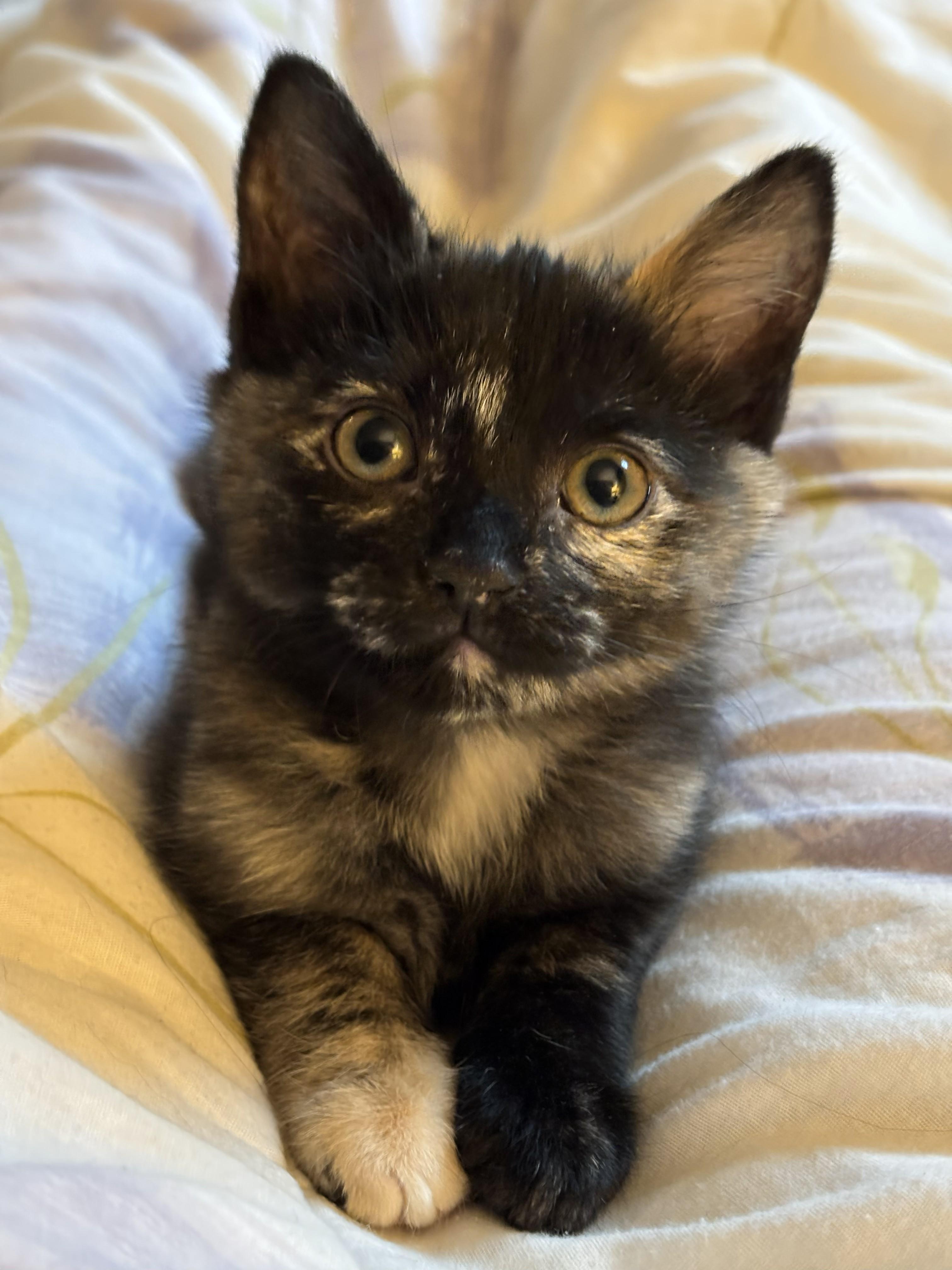 Gemma, a ADOPTABLE Domestic Short Hair in Salt Lake City, UT image 4/6