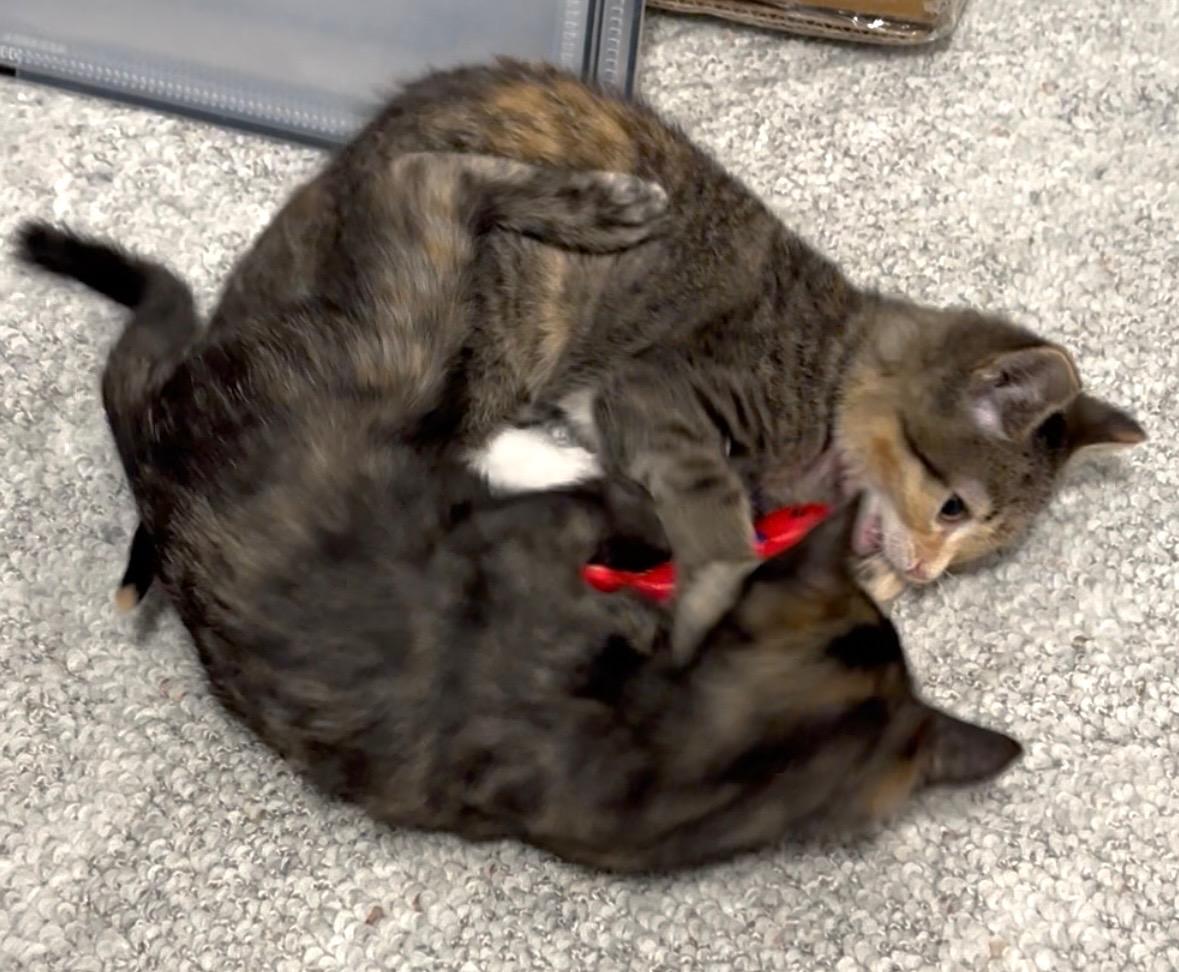 Gemma, a ADOPTABLE Domestic Short Hair in Salt Lake City, UT image 5/6