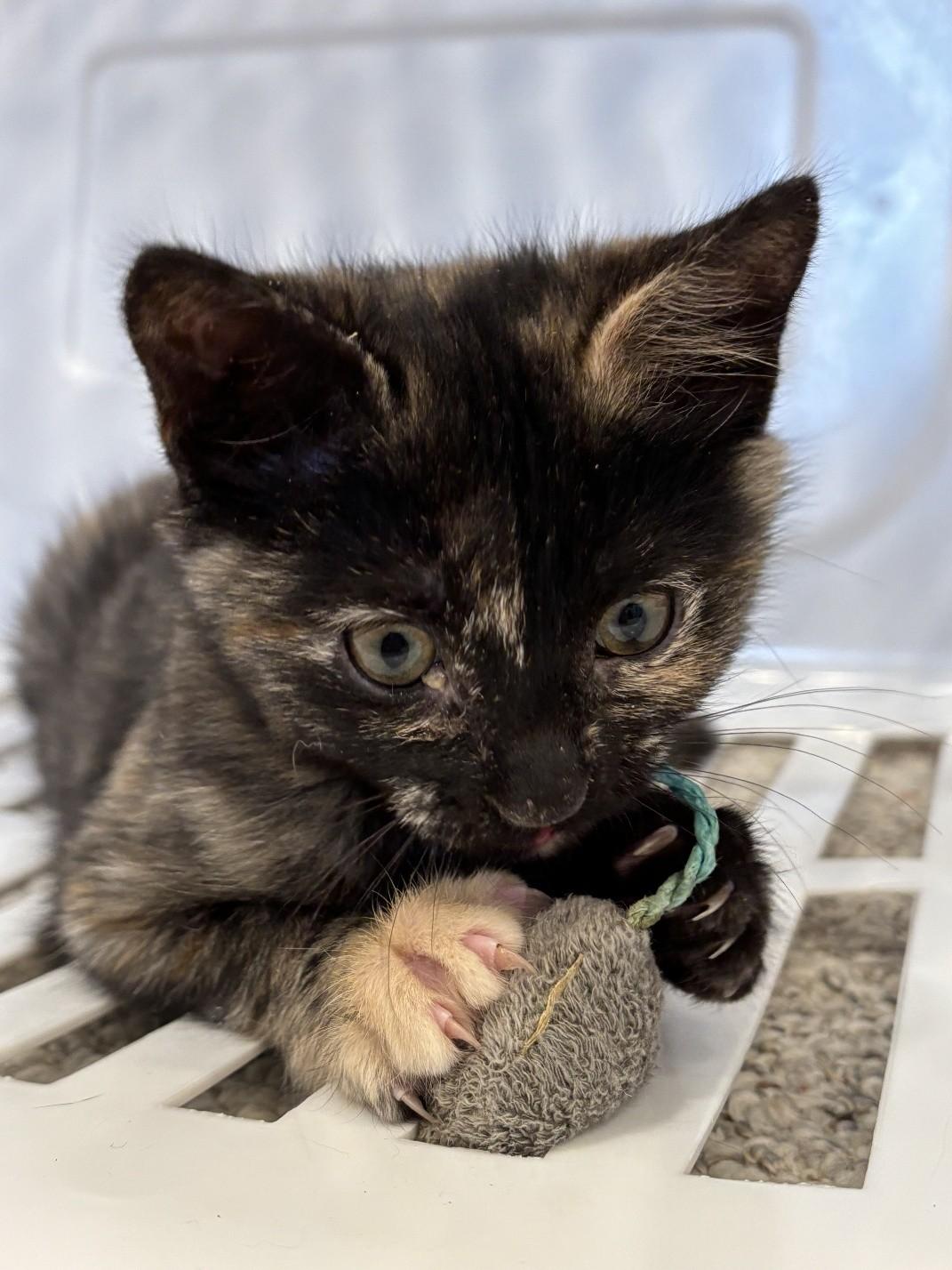 Gemma, a ADOPTABLE Domestic Short Hair in Salt Lake City, UT image 6/6