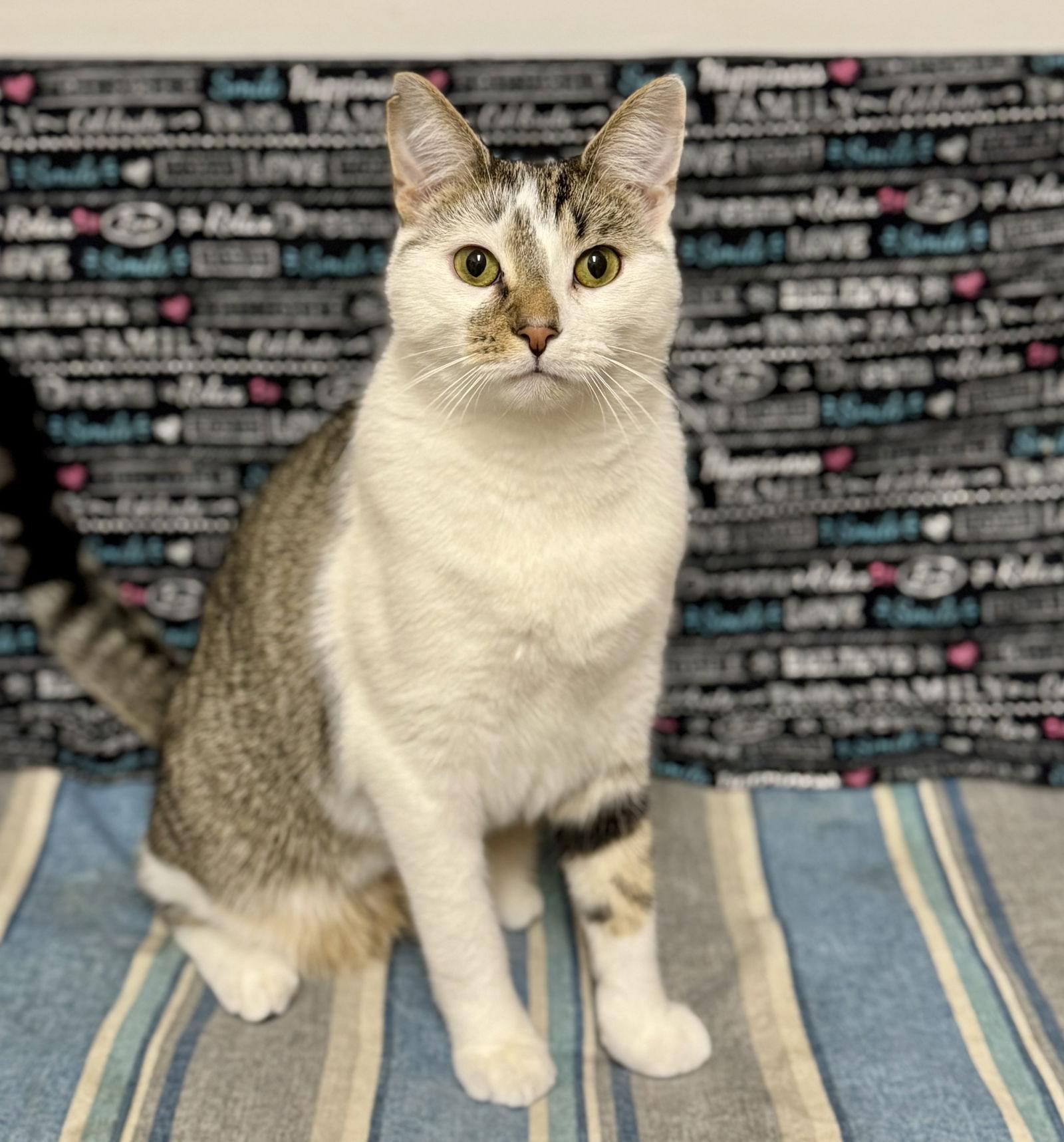 Enlarge Smudge, a Adopted Domestic Short Hair in Newtown Square, PA image 1/3