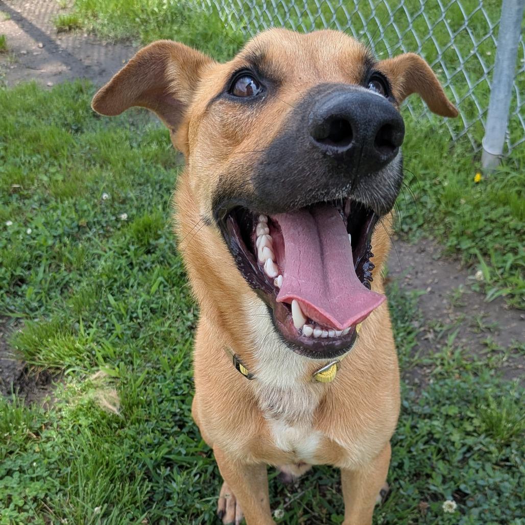 Timber, Adoptable, Adult Male Shepherd & Mixed Breed.